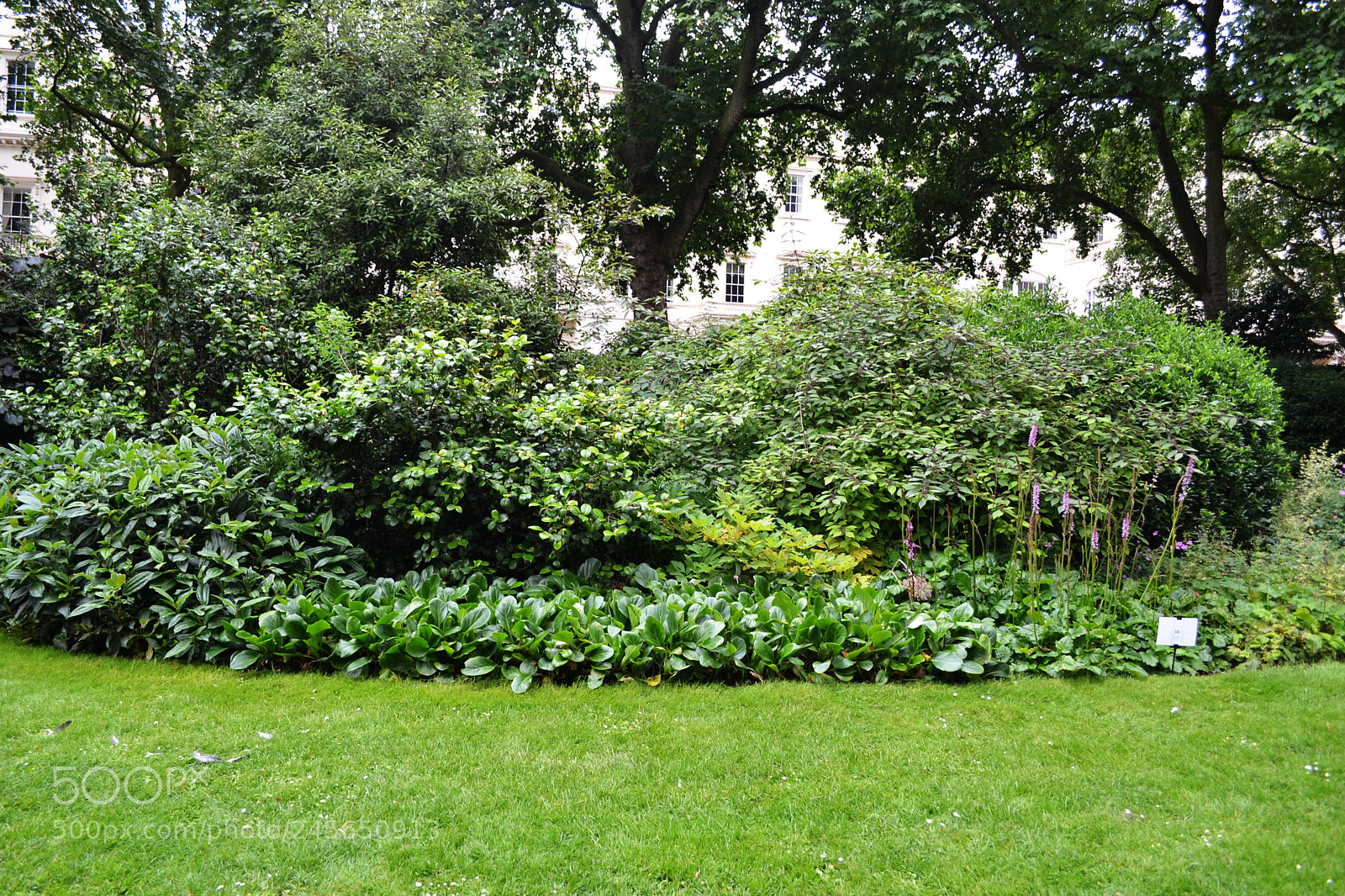 Nikon D3100 sample photo. Carlton terrace gardens, london photography