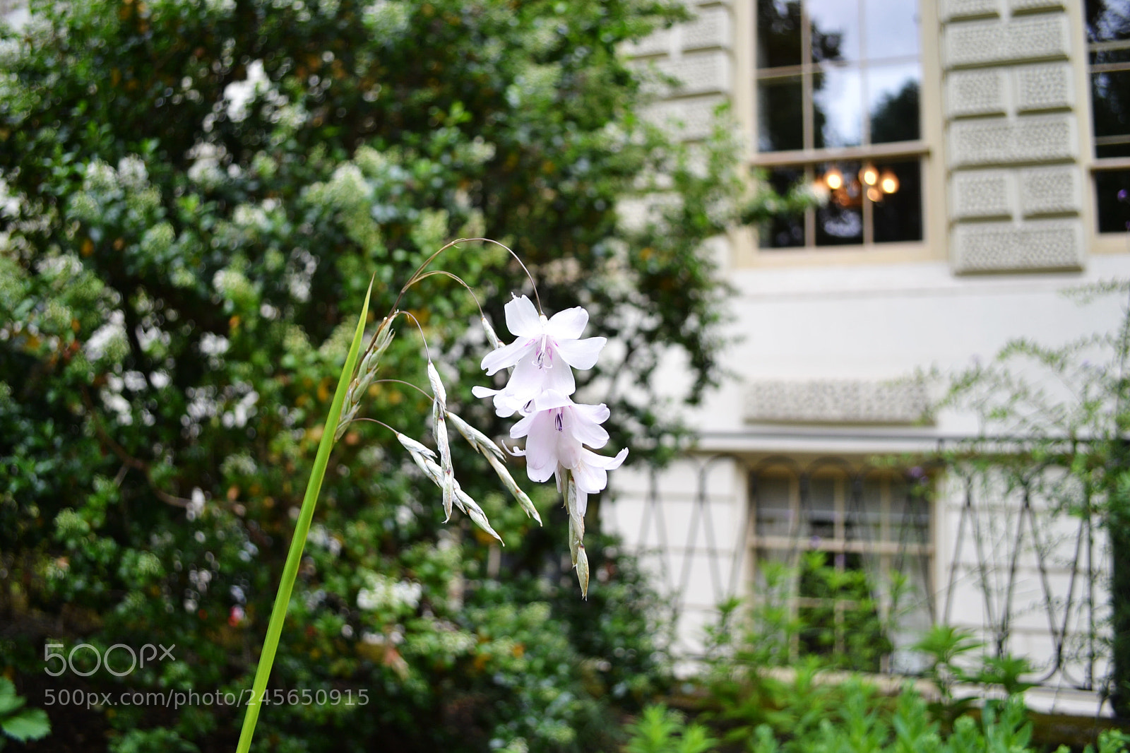 Nikon D3100 sample photo. Carlton terrace gardens, london photography