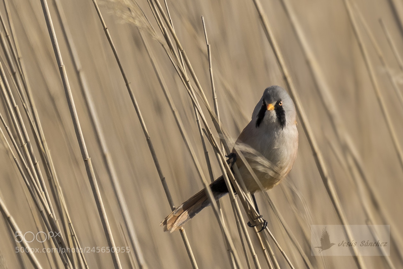 Canon EOS 7D Mark II sample photo. Bigotudo (panurus biarmicus) photography