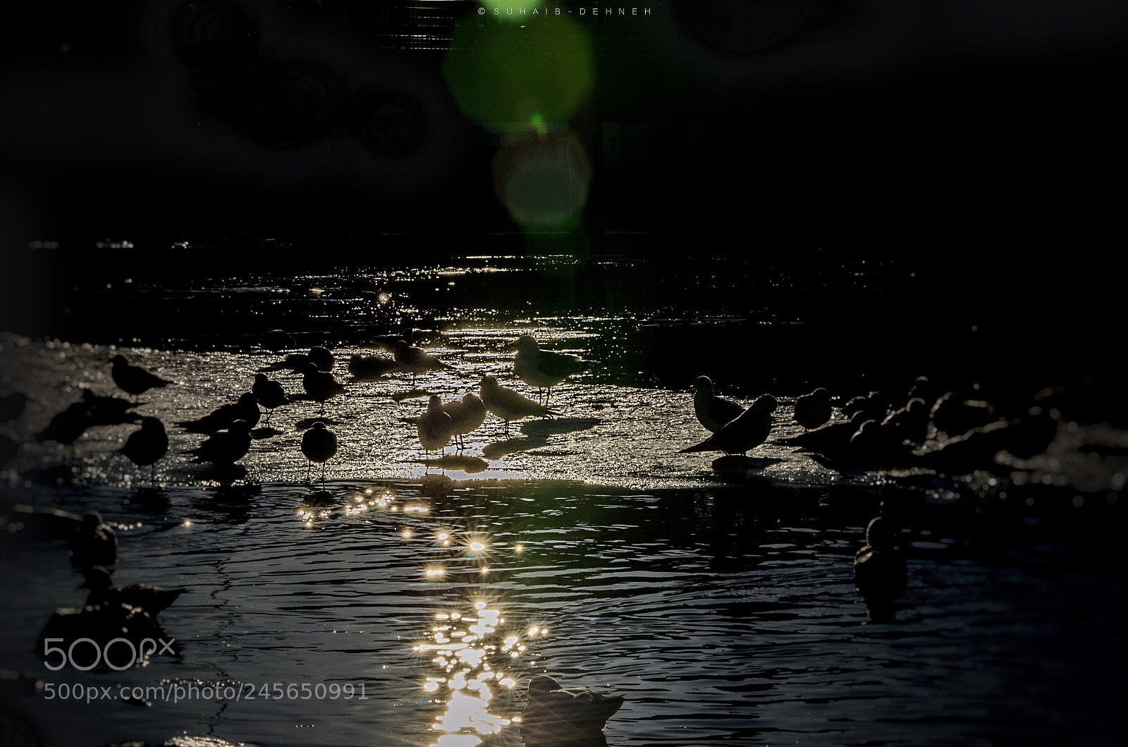 Nikon D5100 sample photo. Birds on ice photography