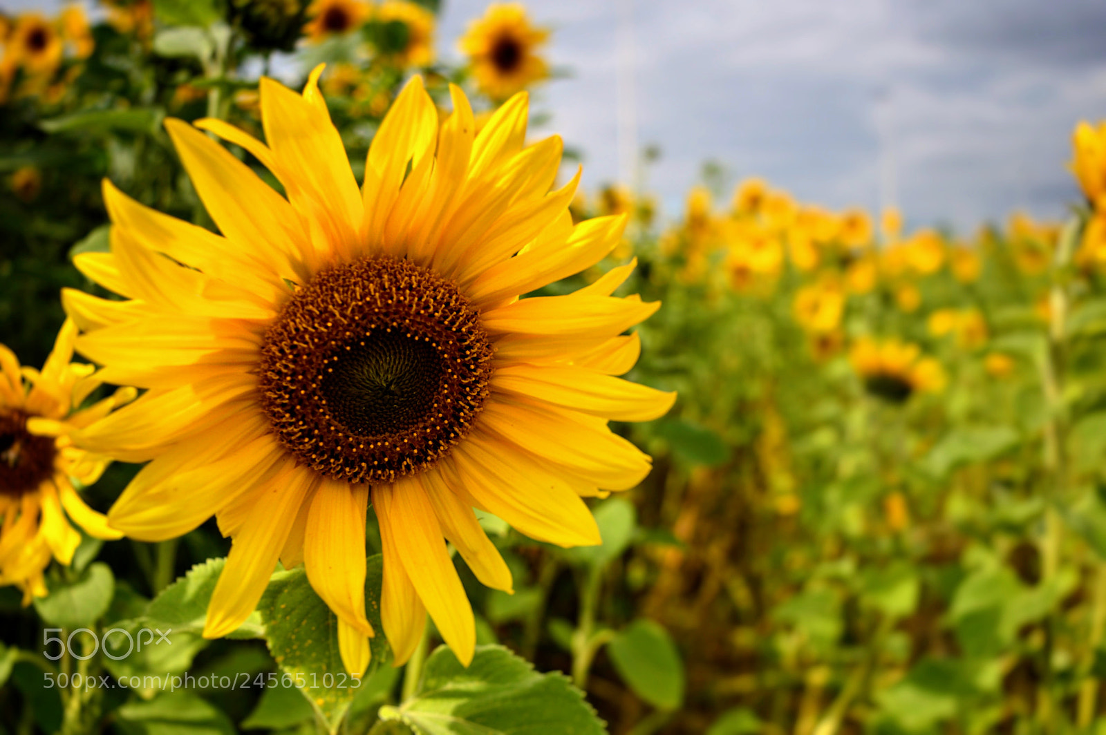 Nikon D3200 sample photo. Untitled photography