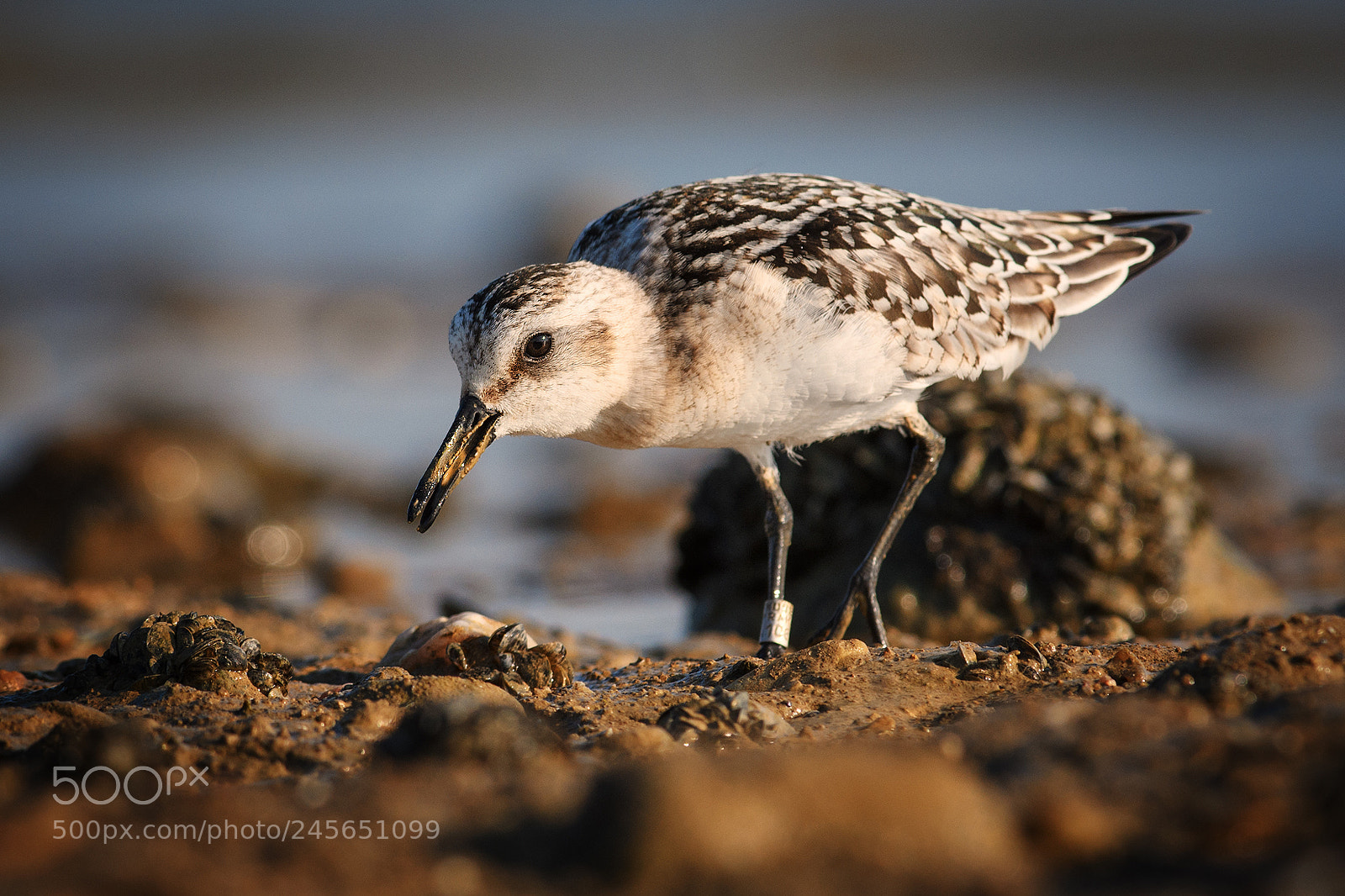 Nikon D500 sample photo. Sanderling photography