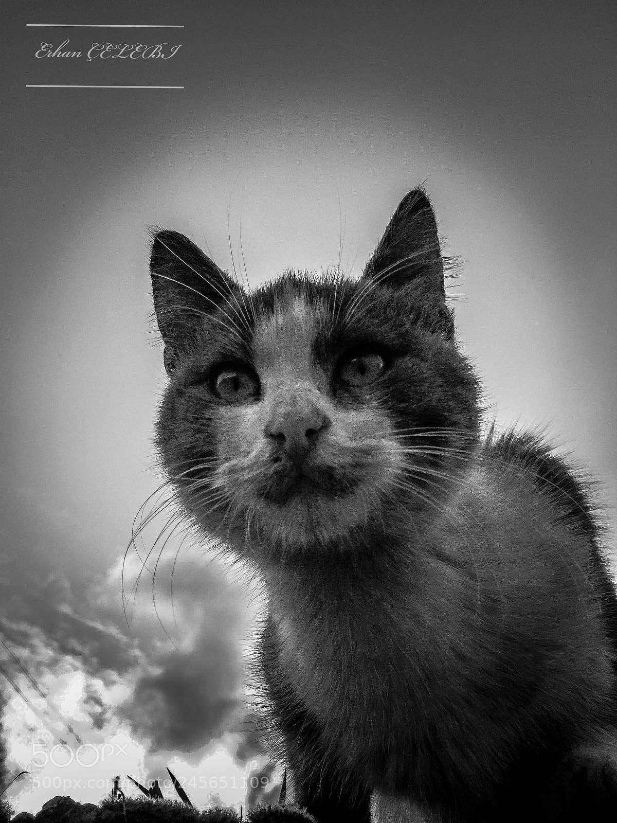 Apple iPhone 6 Plus sample photo. B&w cat photography