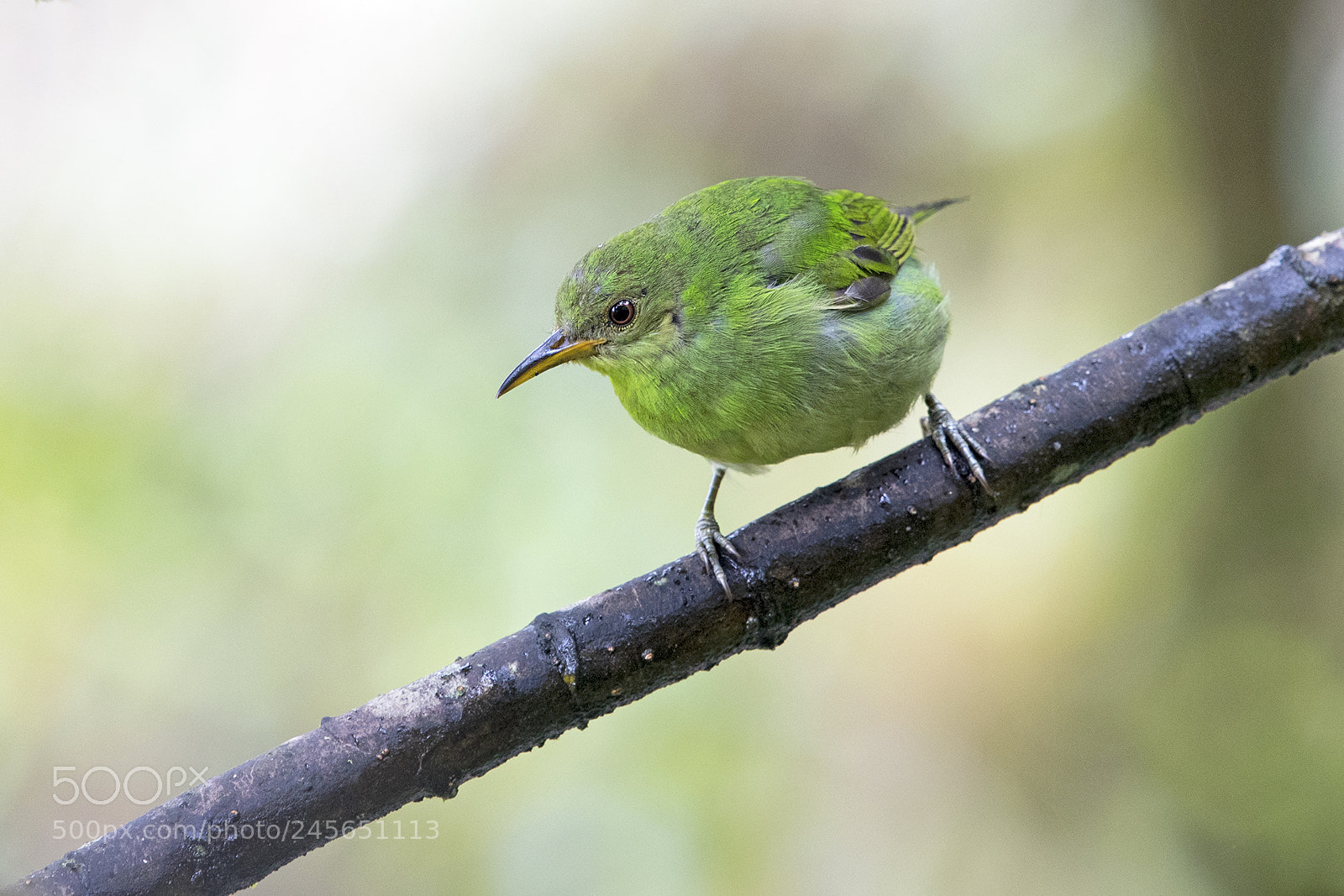 Nikon D500 sample photo. Green honeycreeper female photography