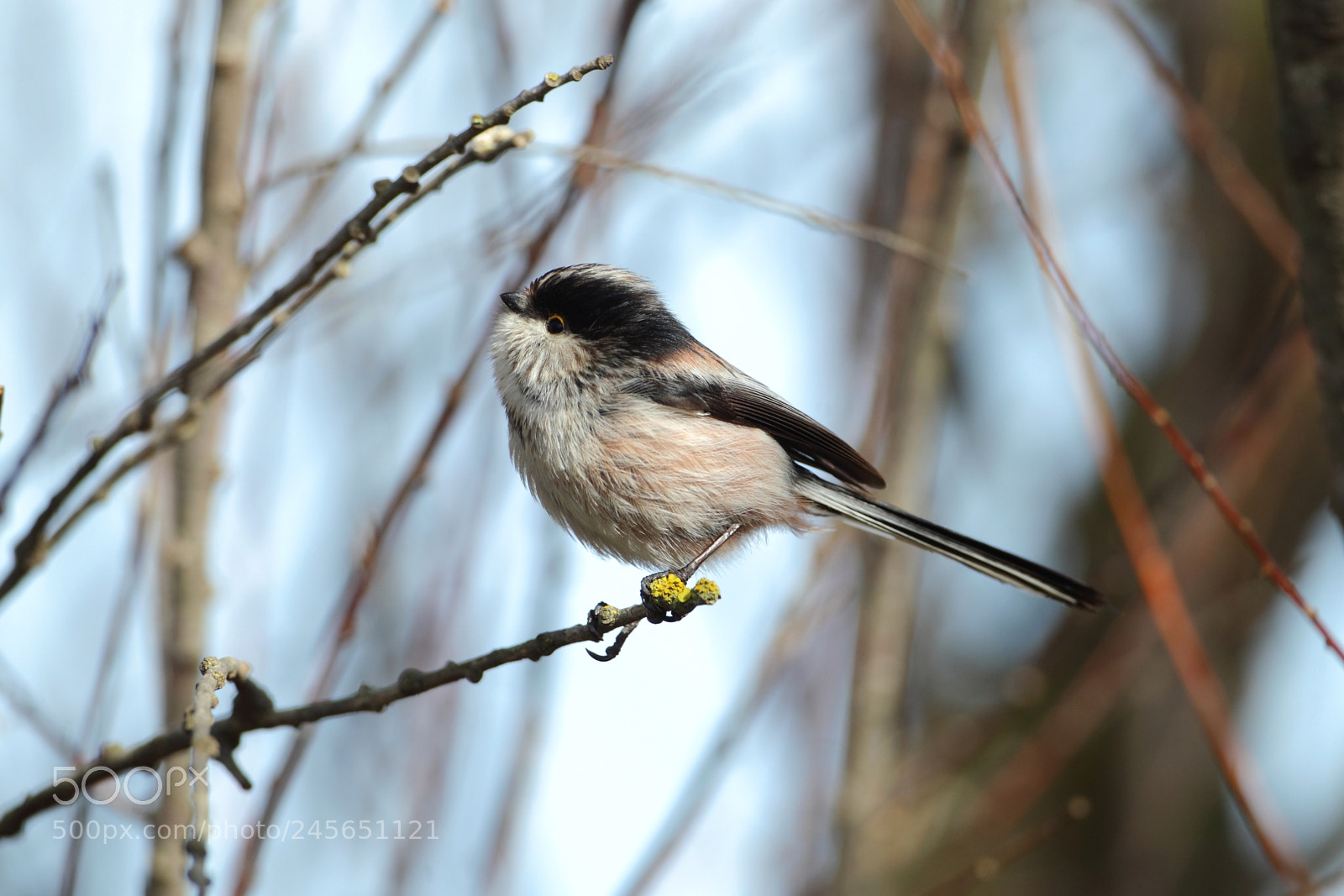 Canon EOS-1D Mark IV sample photo. 091.jpg photography