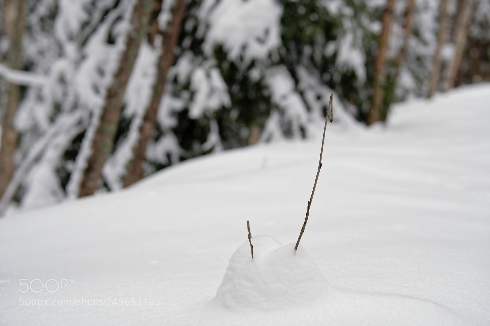Fujifilm X-T2 sample photo. Branch photography