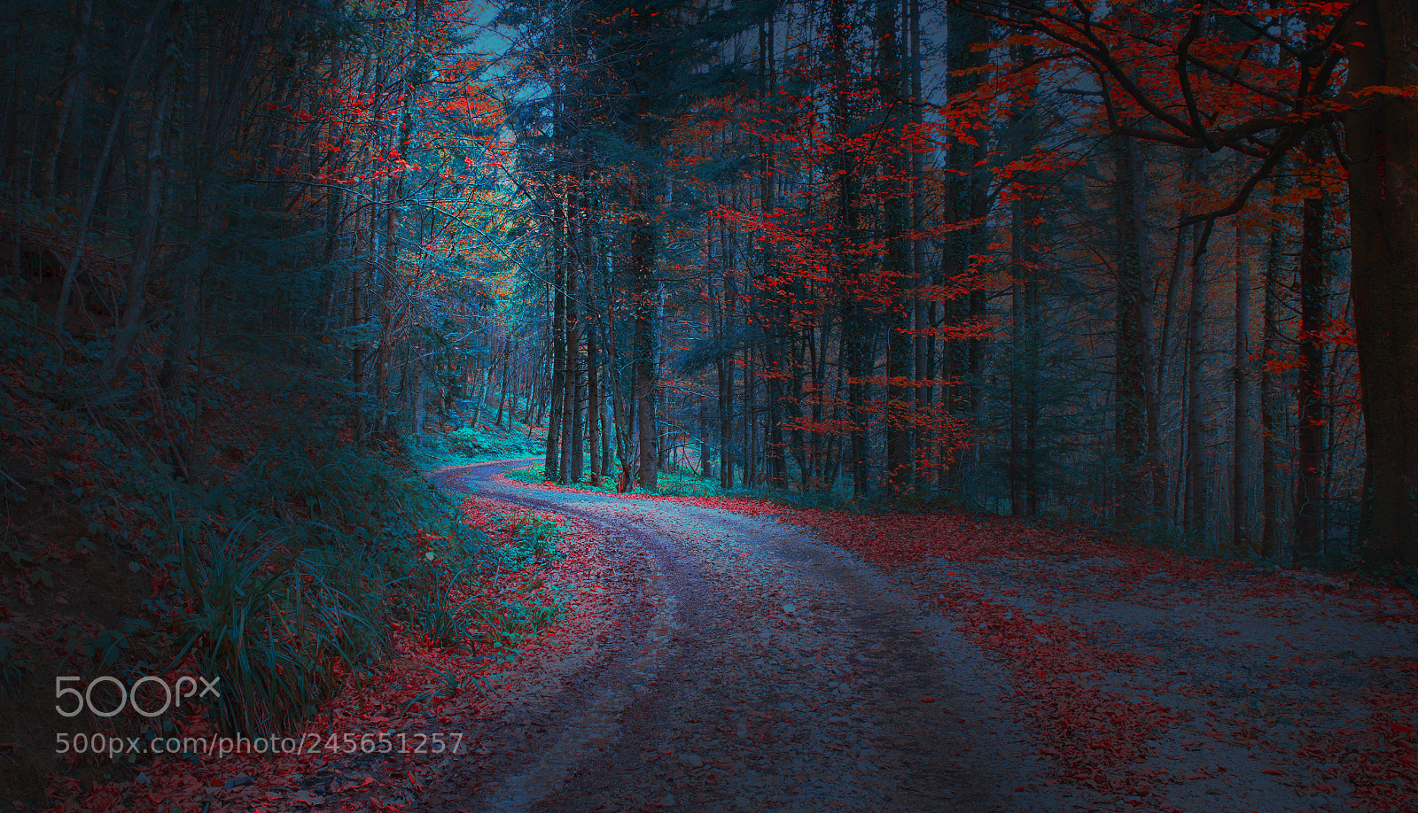 Nikon D610 sample photo. Forest path photography