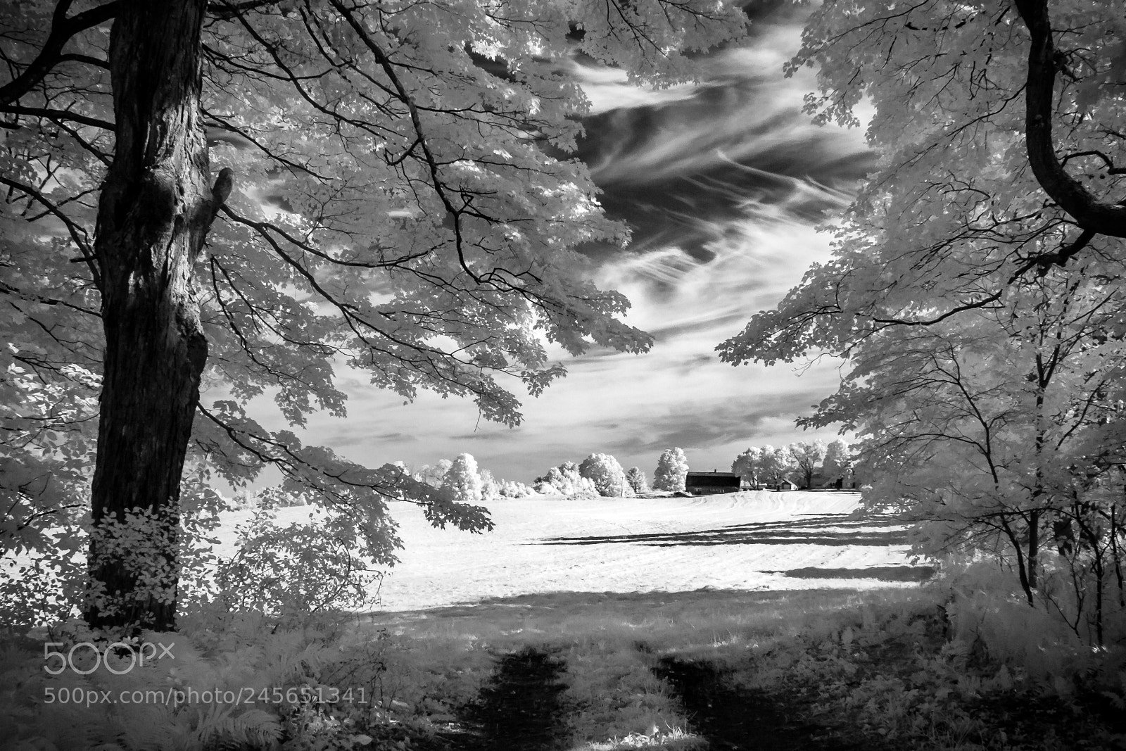 Canon EOS 400D (EOS Digital Rebel XTi / EOS Kiss Digital X) sample photo. Farm field infrared photography