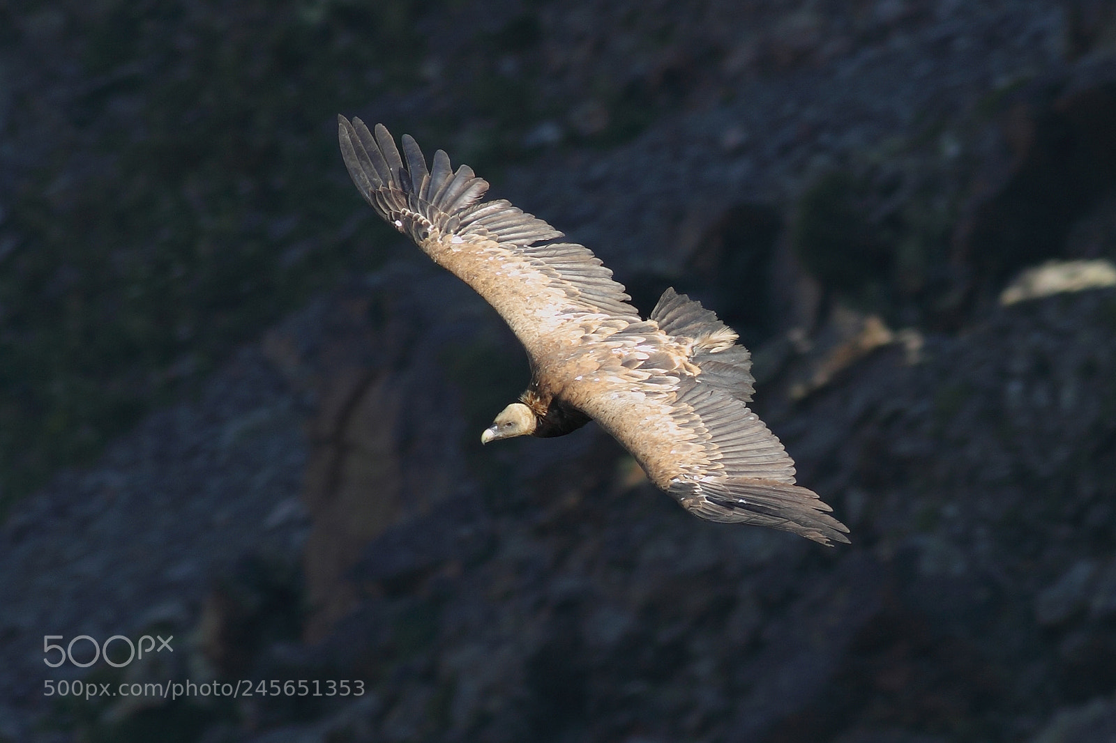 Canon EOS-1D Mark IV sample photo. 138.jpg photography