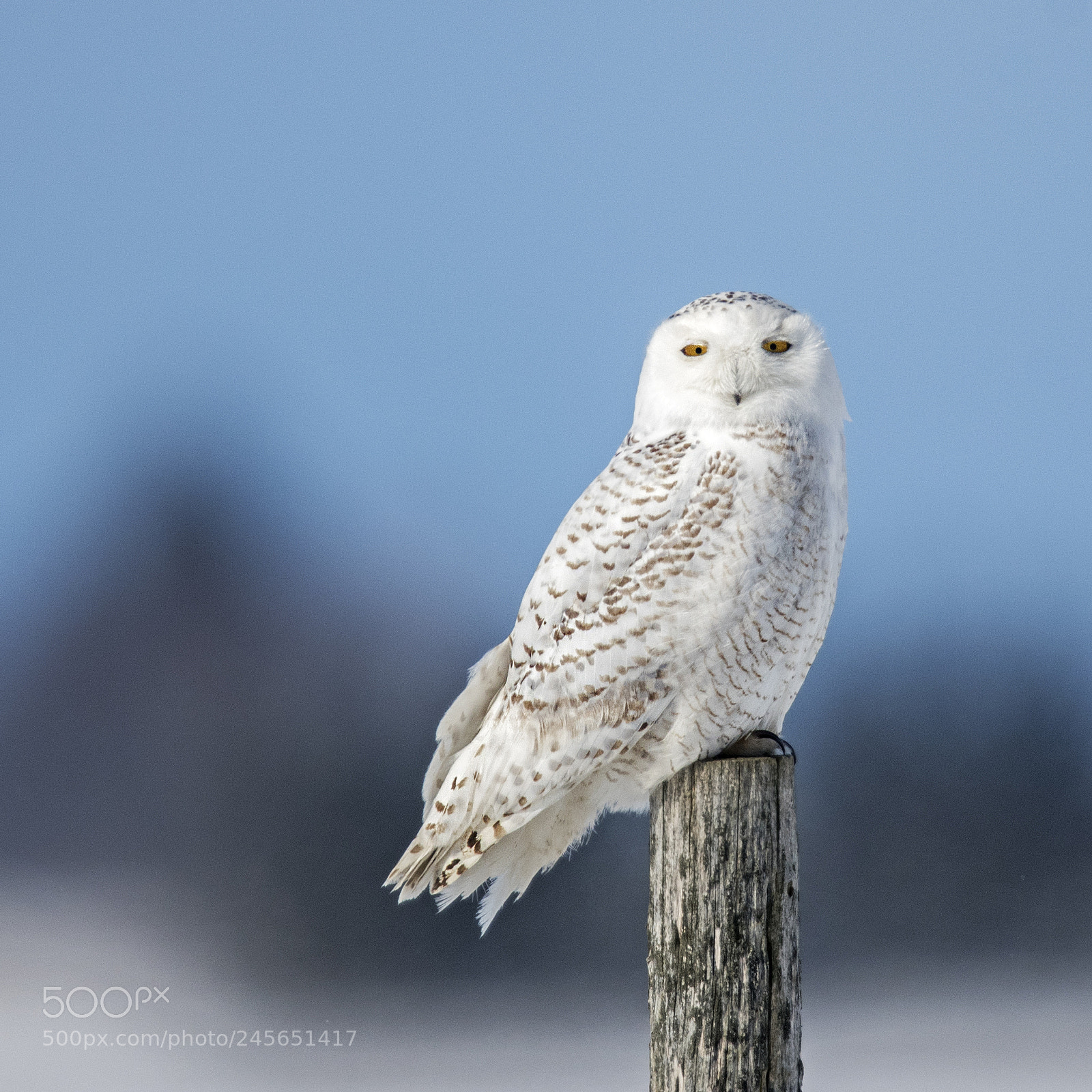 Nikon D500 sample photo. Snowy owl -female photography