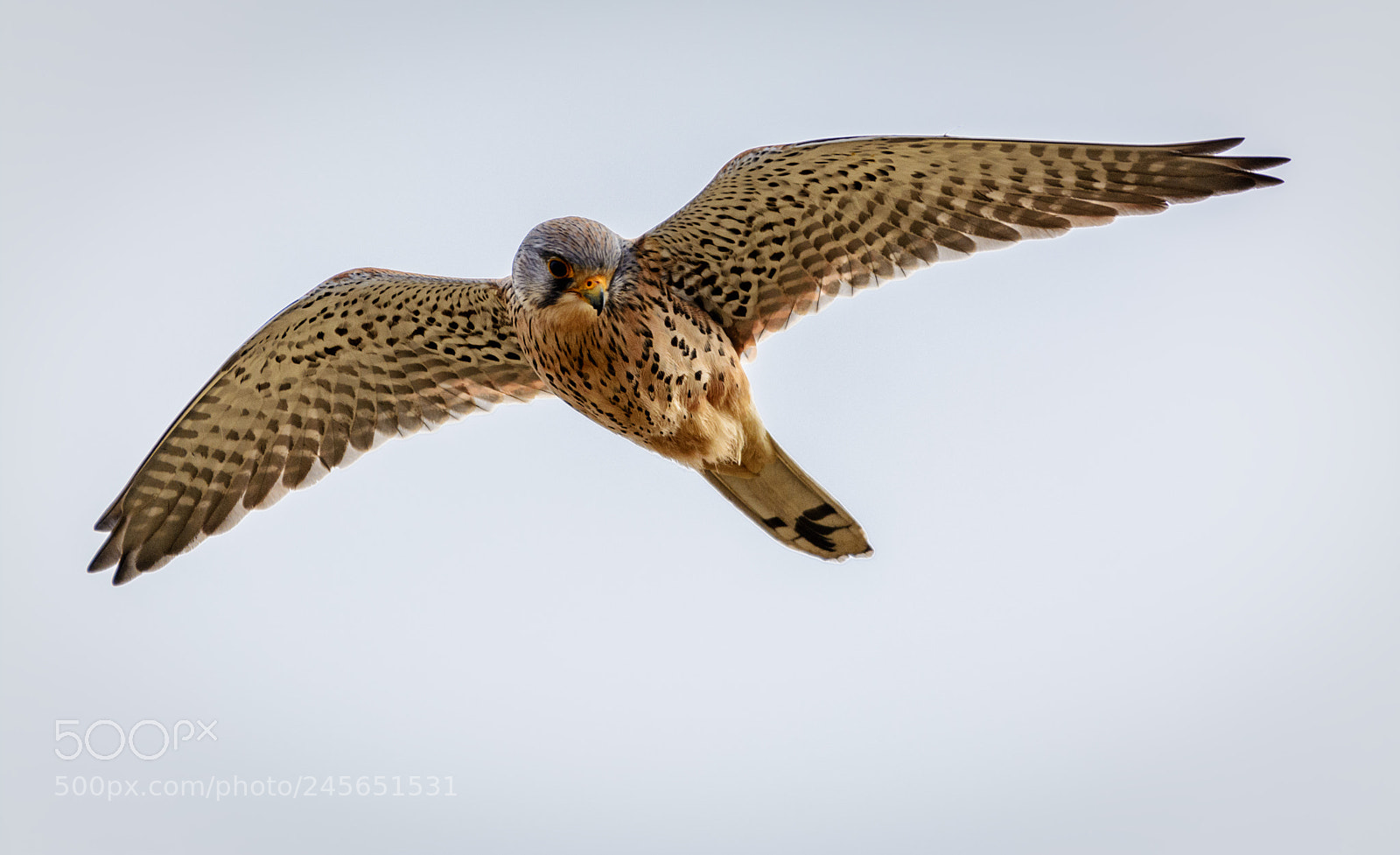 Nikon D5200 sample photo. Turmfalke photography