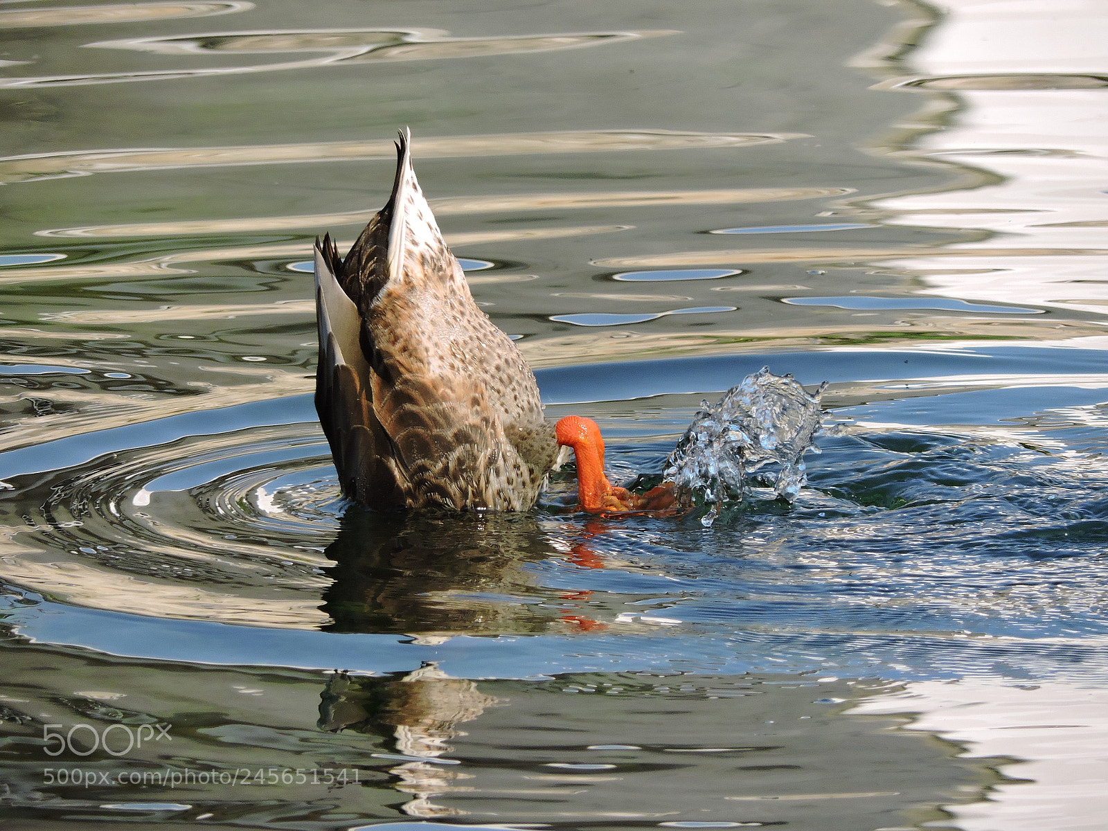 Nikon Coolpix P530 sample photo. Duck diving photography