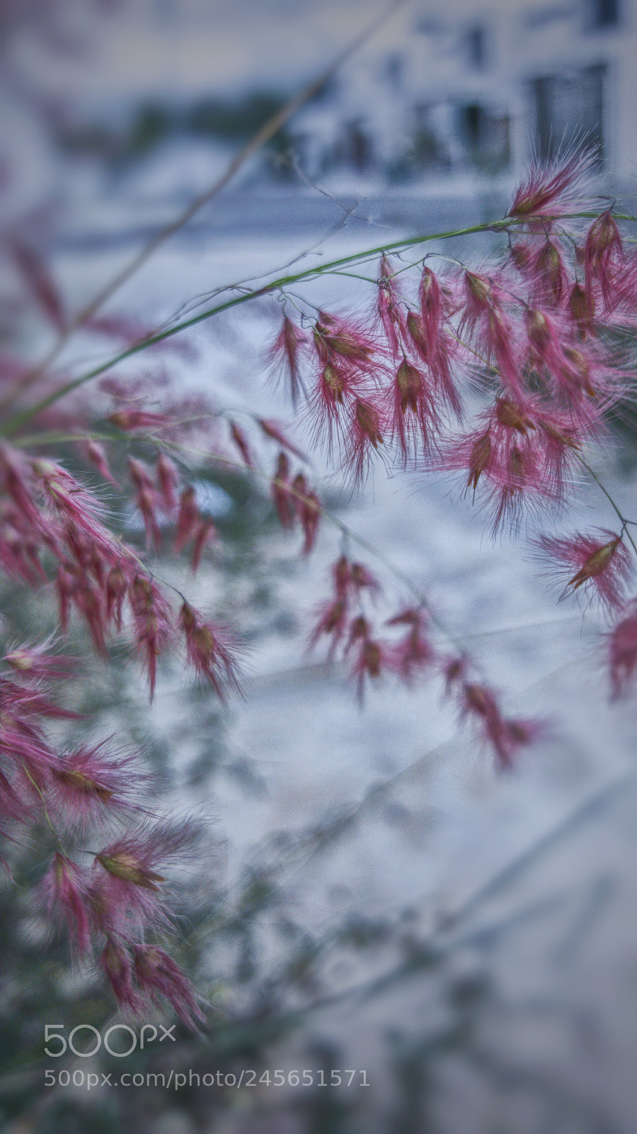 Samsung GALAXY S6 edge sample photo. Wild flower photography