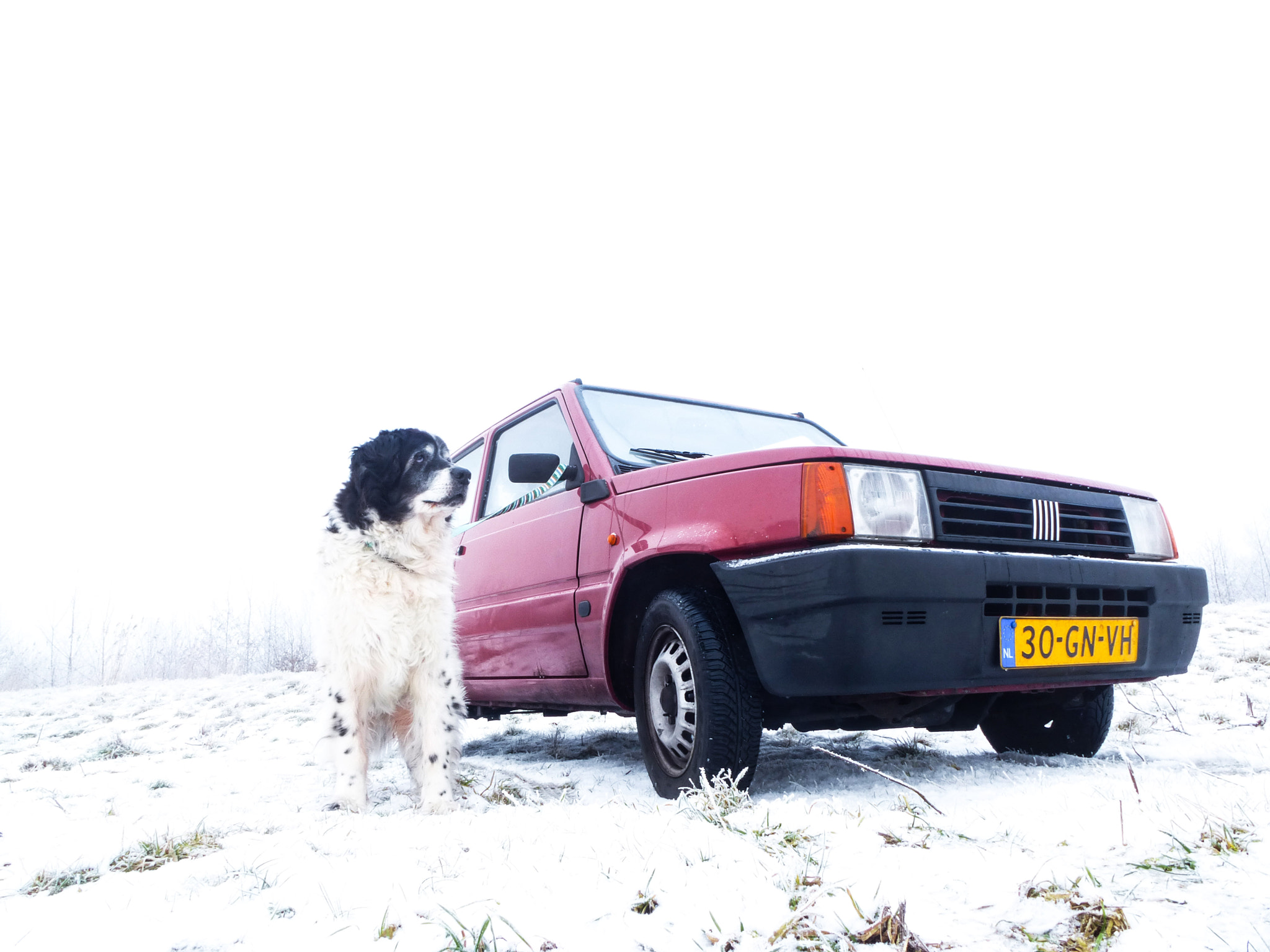 Panasonic Lumix DMC-ZS15 (Lumix DMC-TZ25) sample photo. Old panda, old dog photography