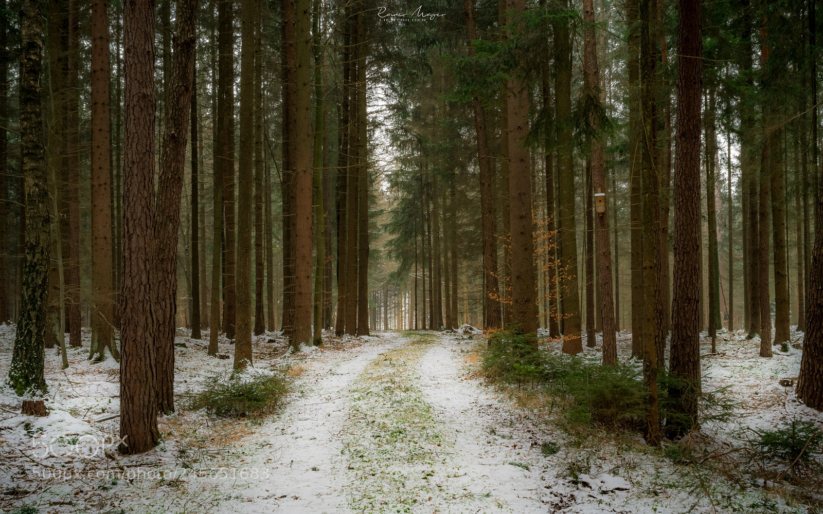 Nikon D500 sample photo. #152 - forest photography