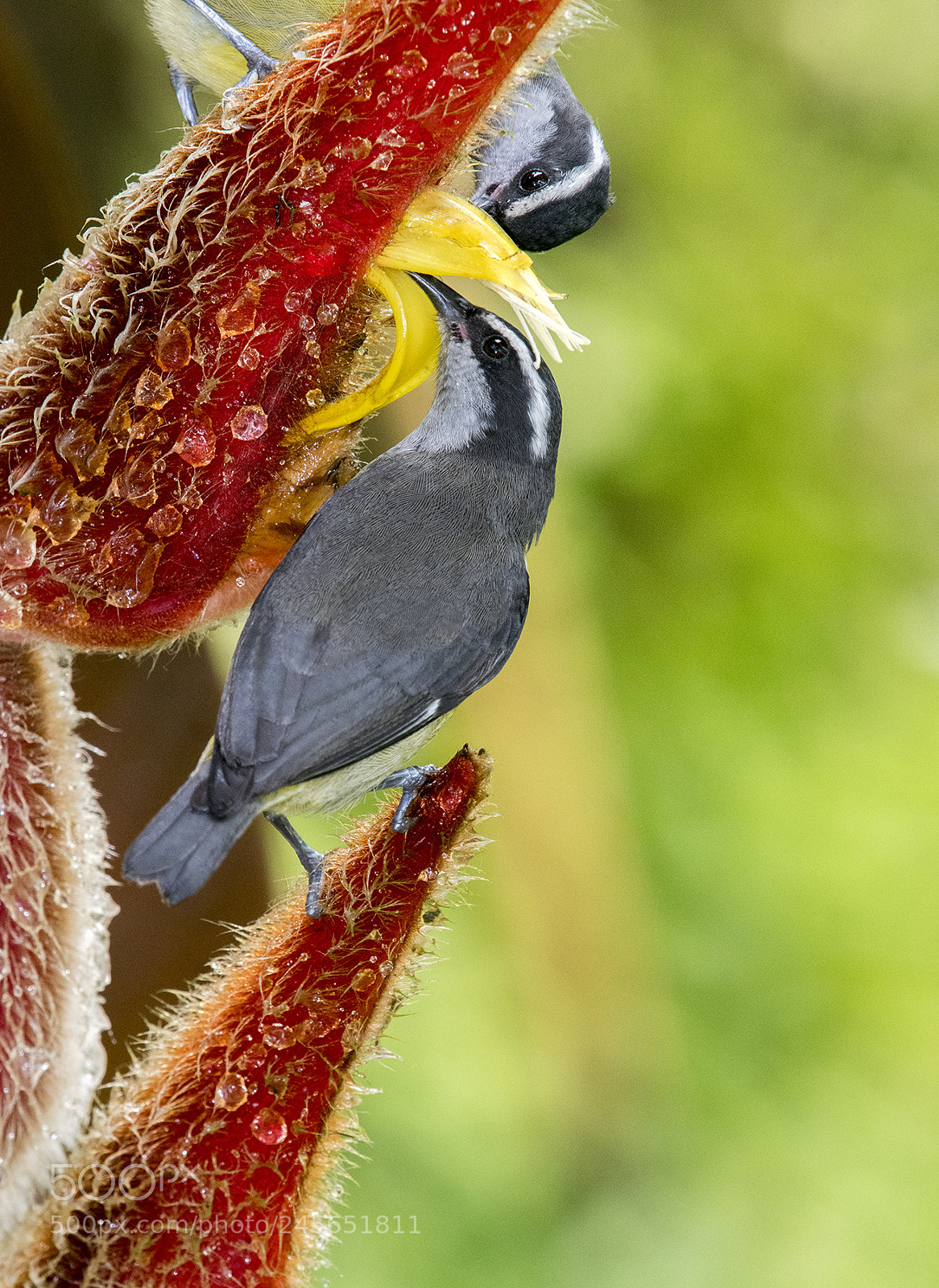 Nikon D500 sample photo. Bananaquit photography