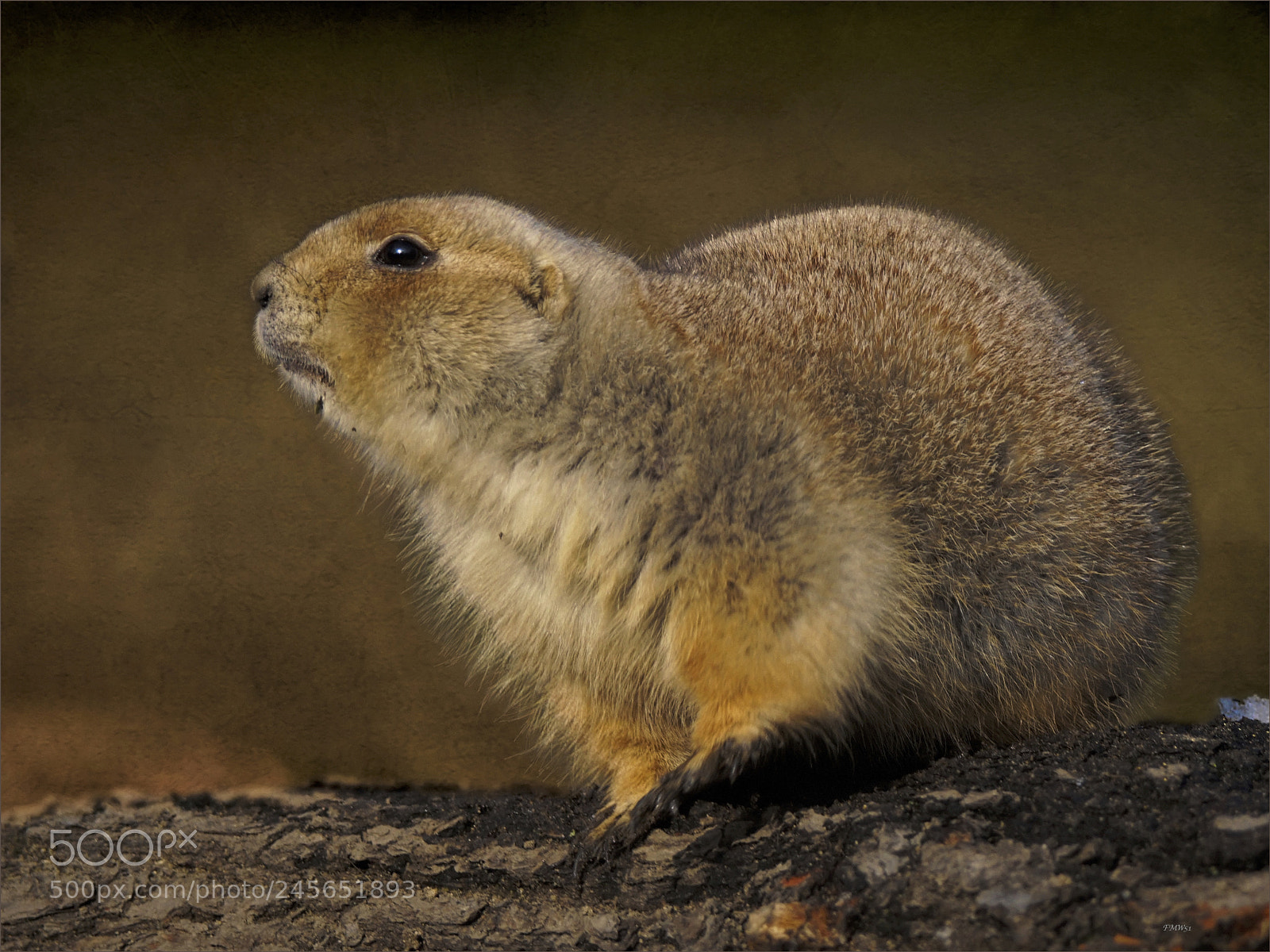Sony ILCA-77M2 sample photo. Black-tailed prairie dog photography