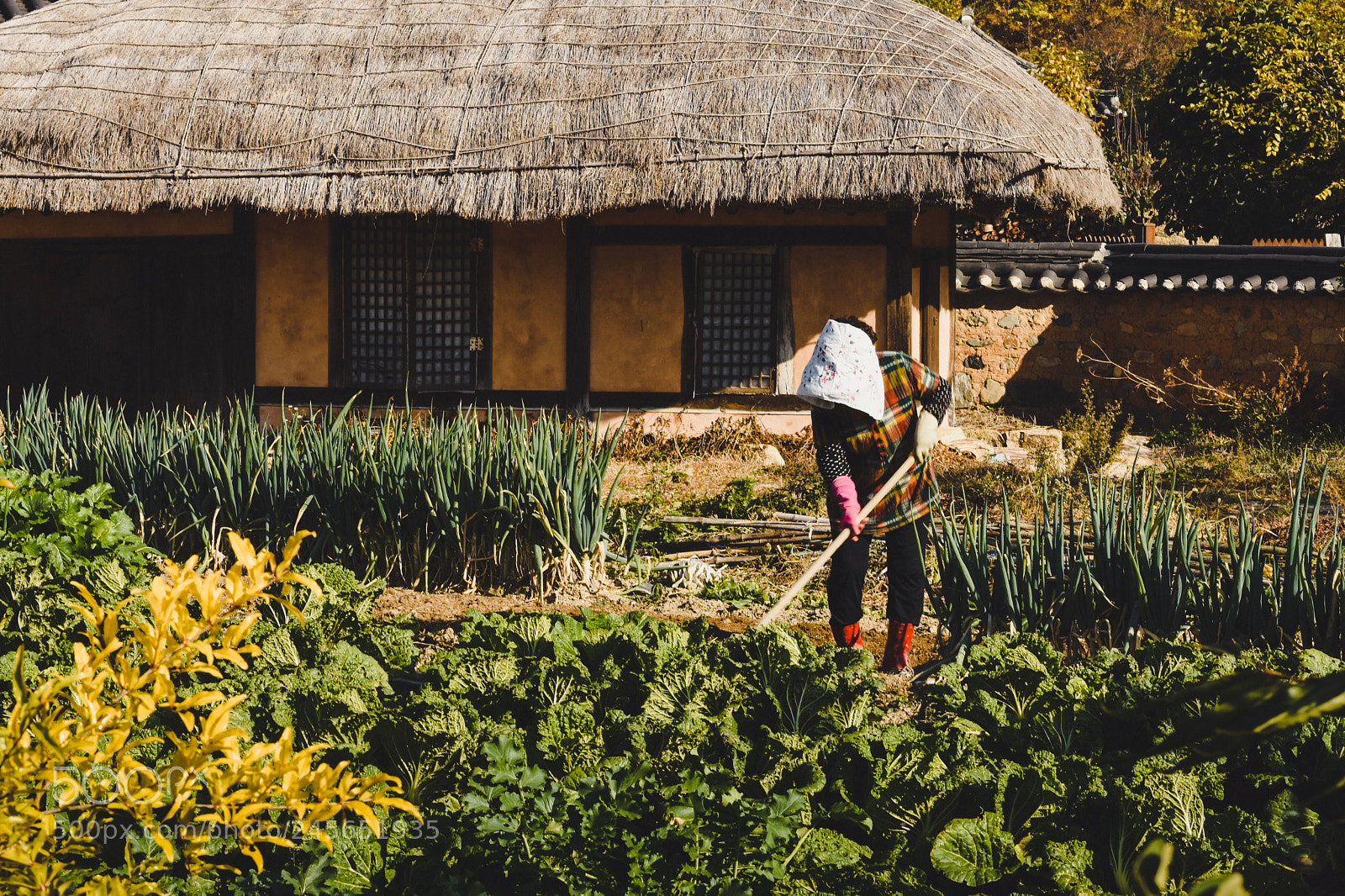Nikon D7200 sample photo. Farming with colors photography