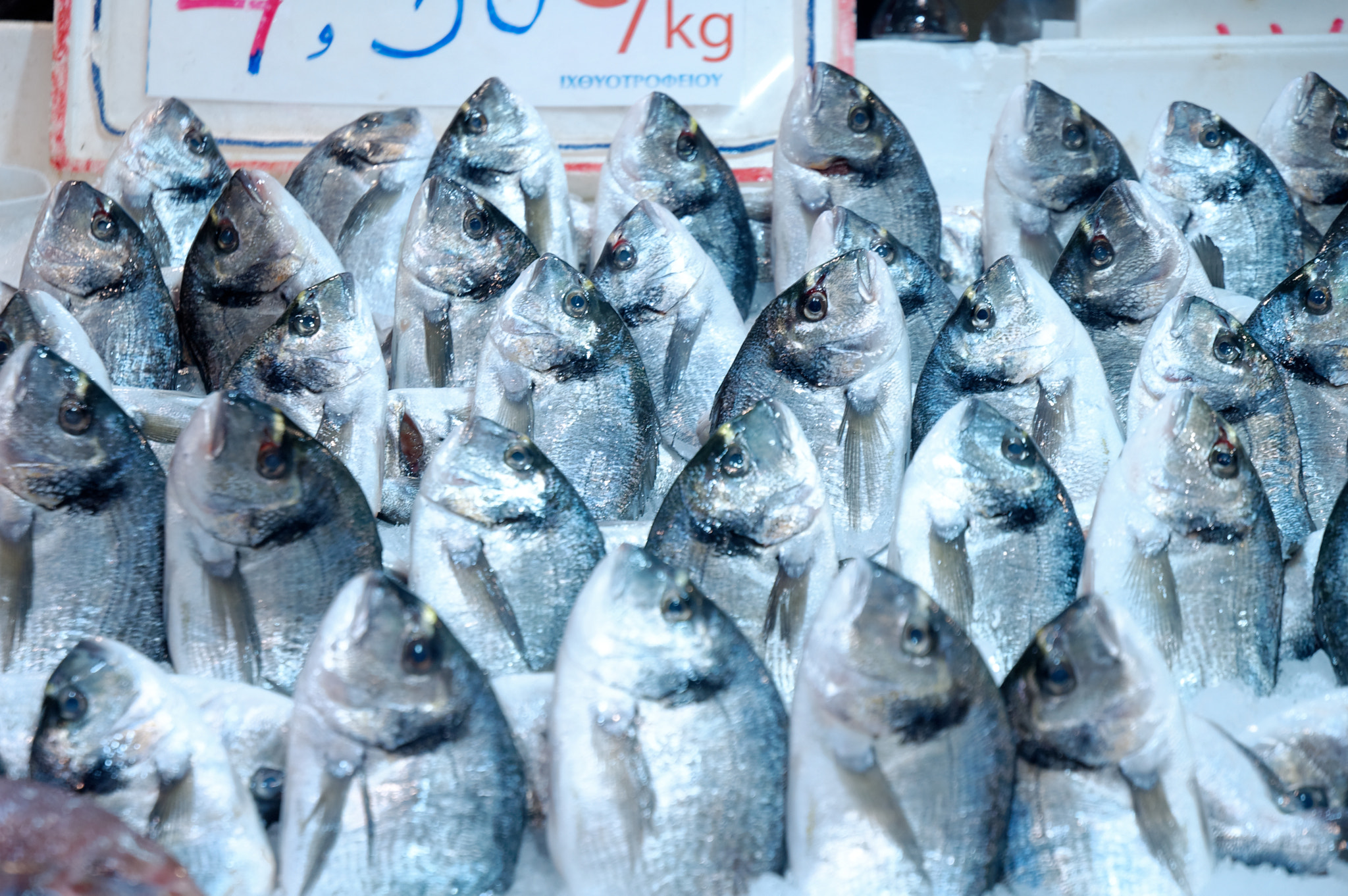 Nikon D70 sample photo. Fish market. athens. photography