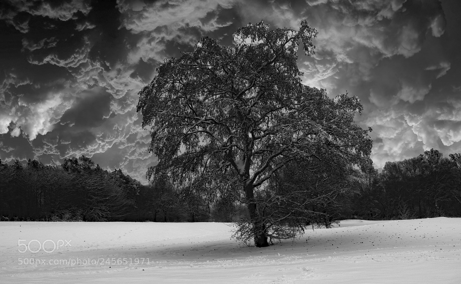 Nikon D3400 sample photo. Snow tree beacon park photography
