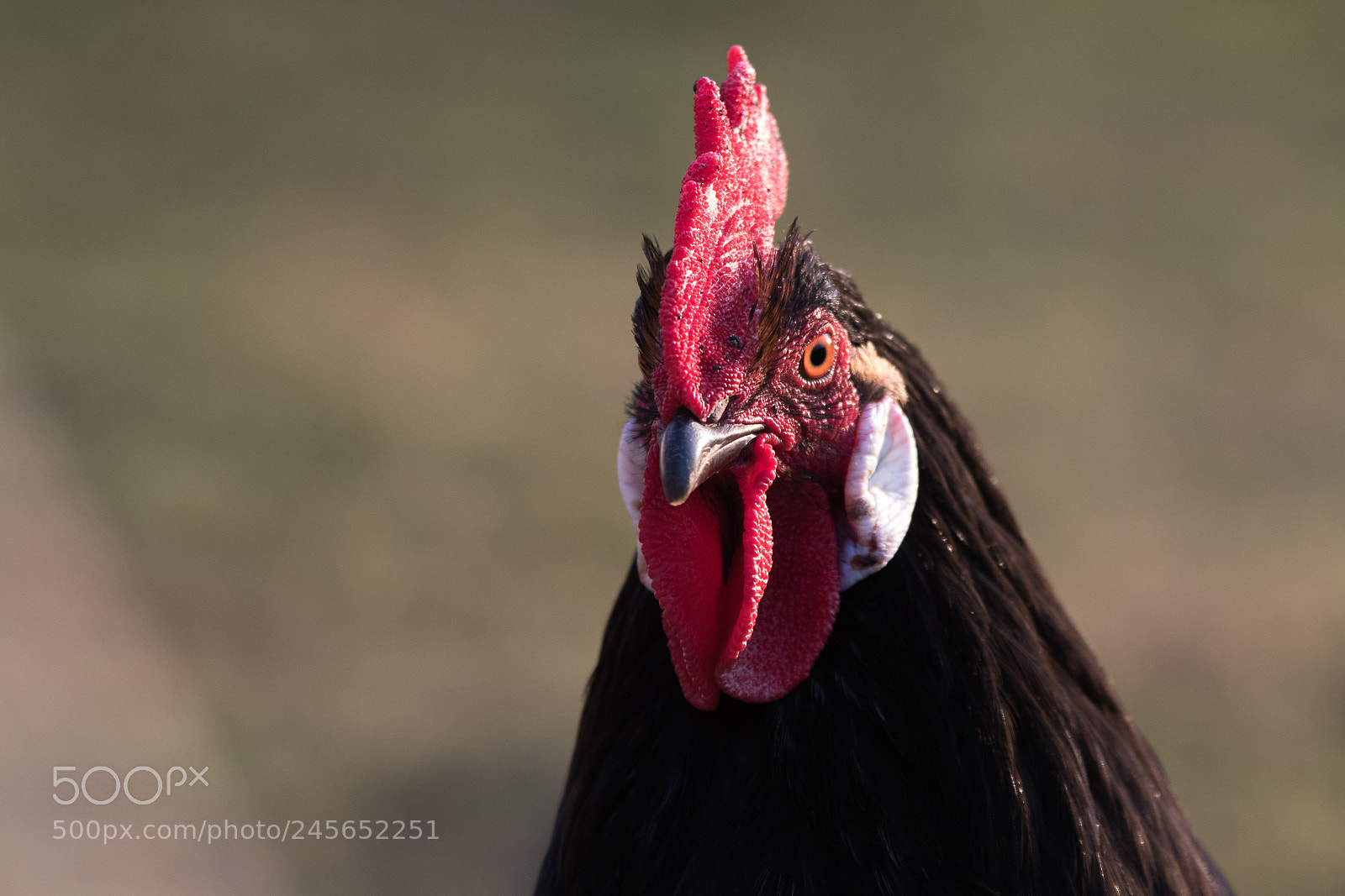 Canon EOS 7D Mark II sample photo. Hahn farbig photography
