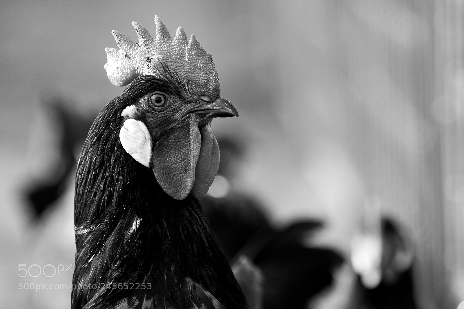 Canon EOS 7D Mark II sample photo. Hahn s/w photography