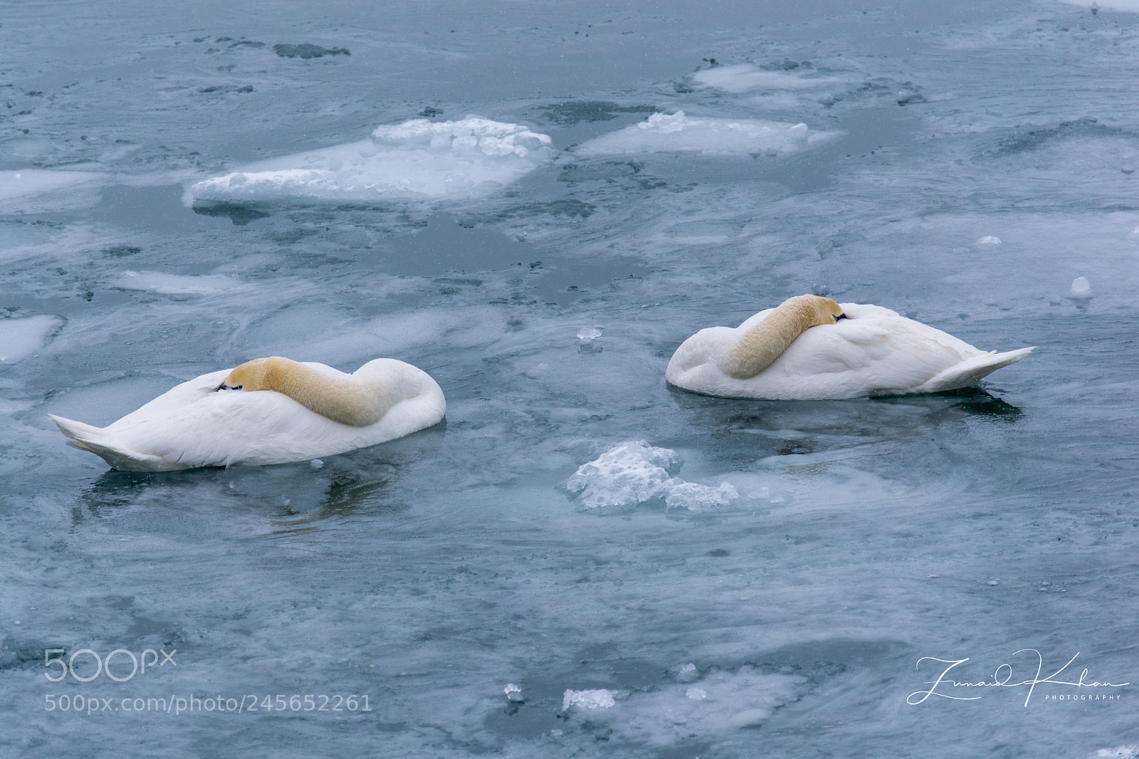 Nikon D3400 sample photo. Sleeping swans photography