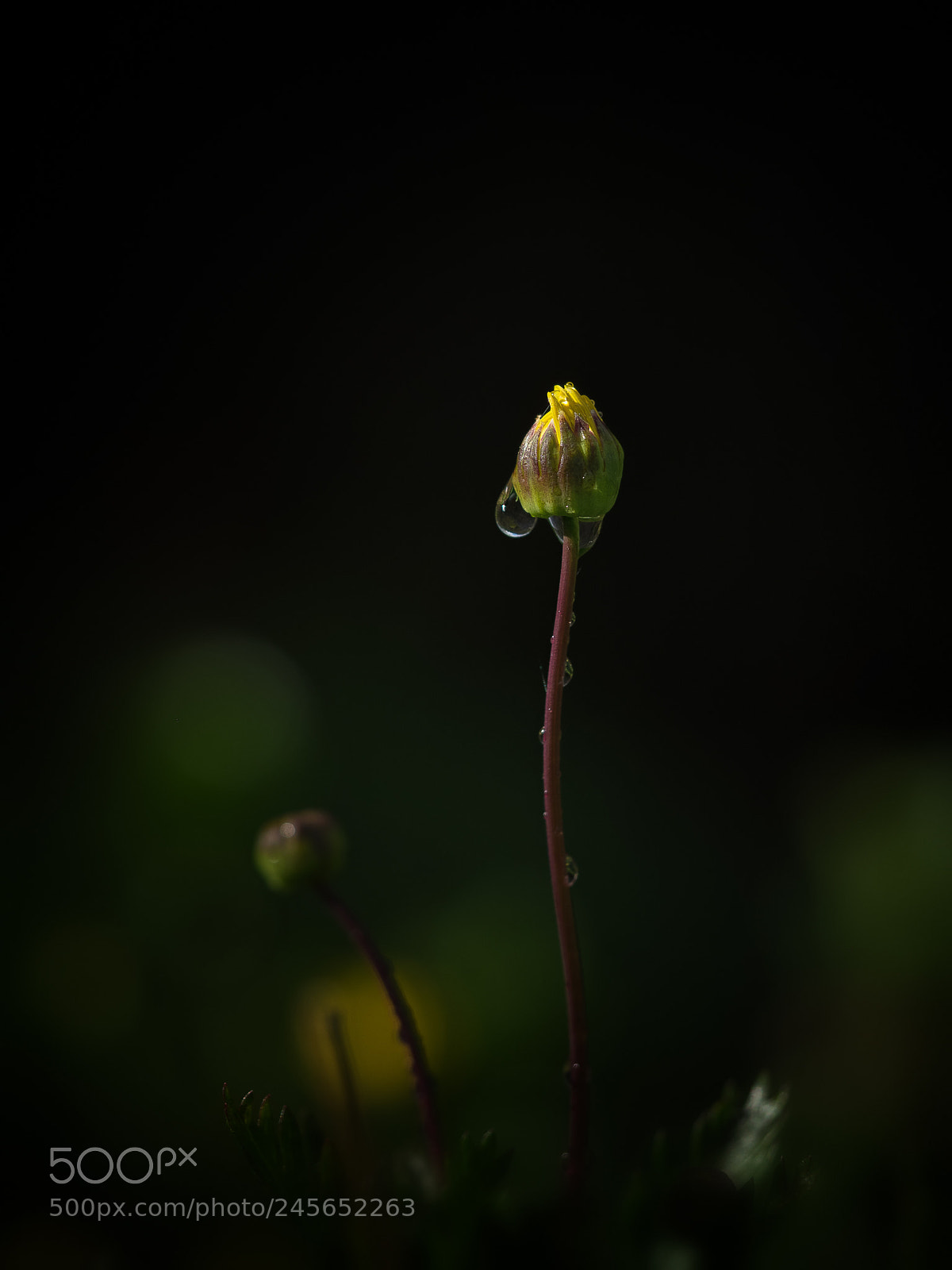 Olympus OM-D E-M1 sample photo. 'flowers tears' photography