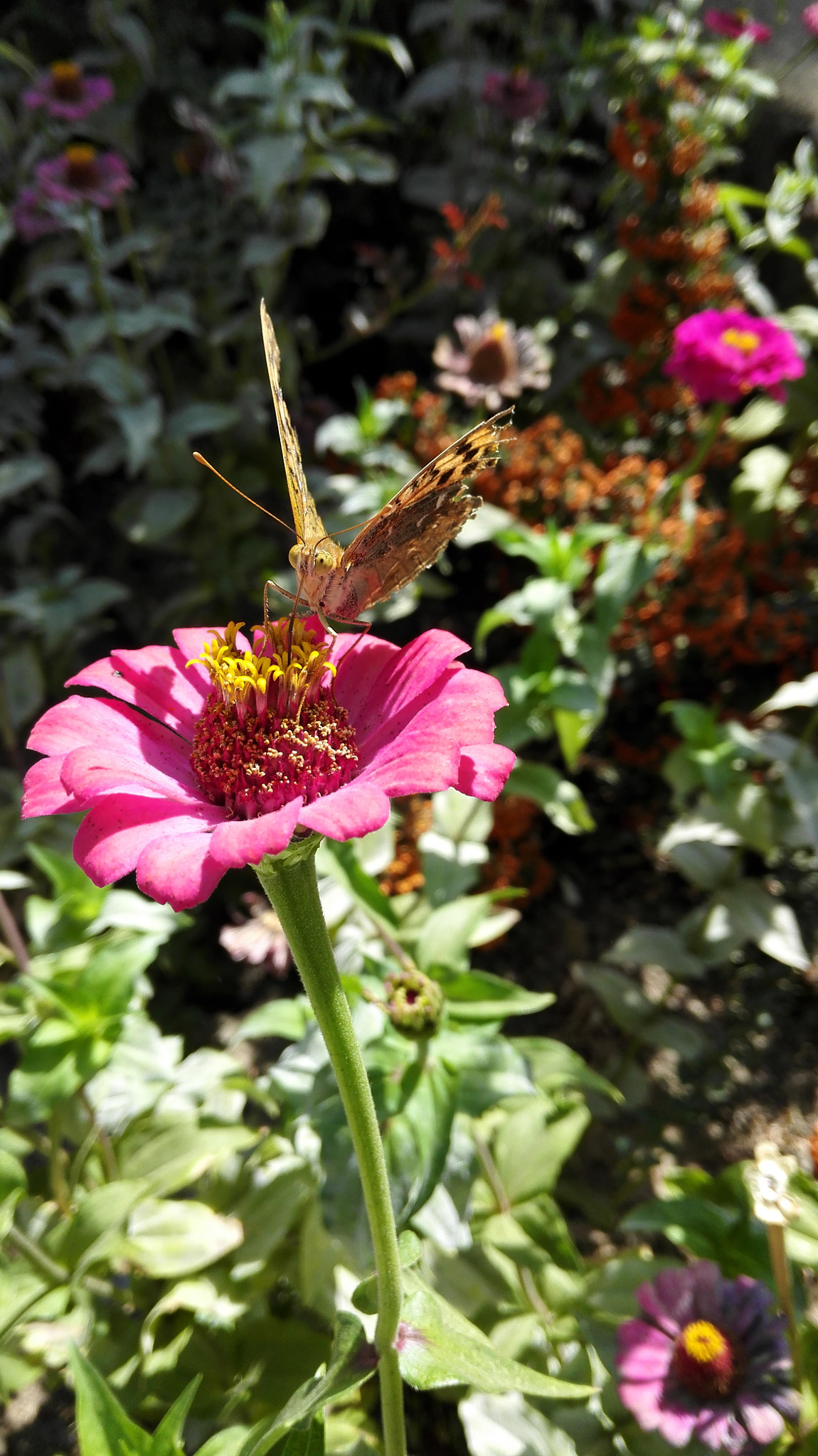 HUAWEI Mate 7 sample photo. Butterfly and flower photography