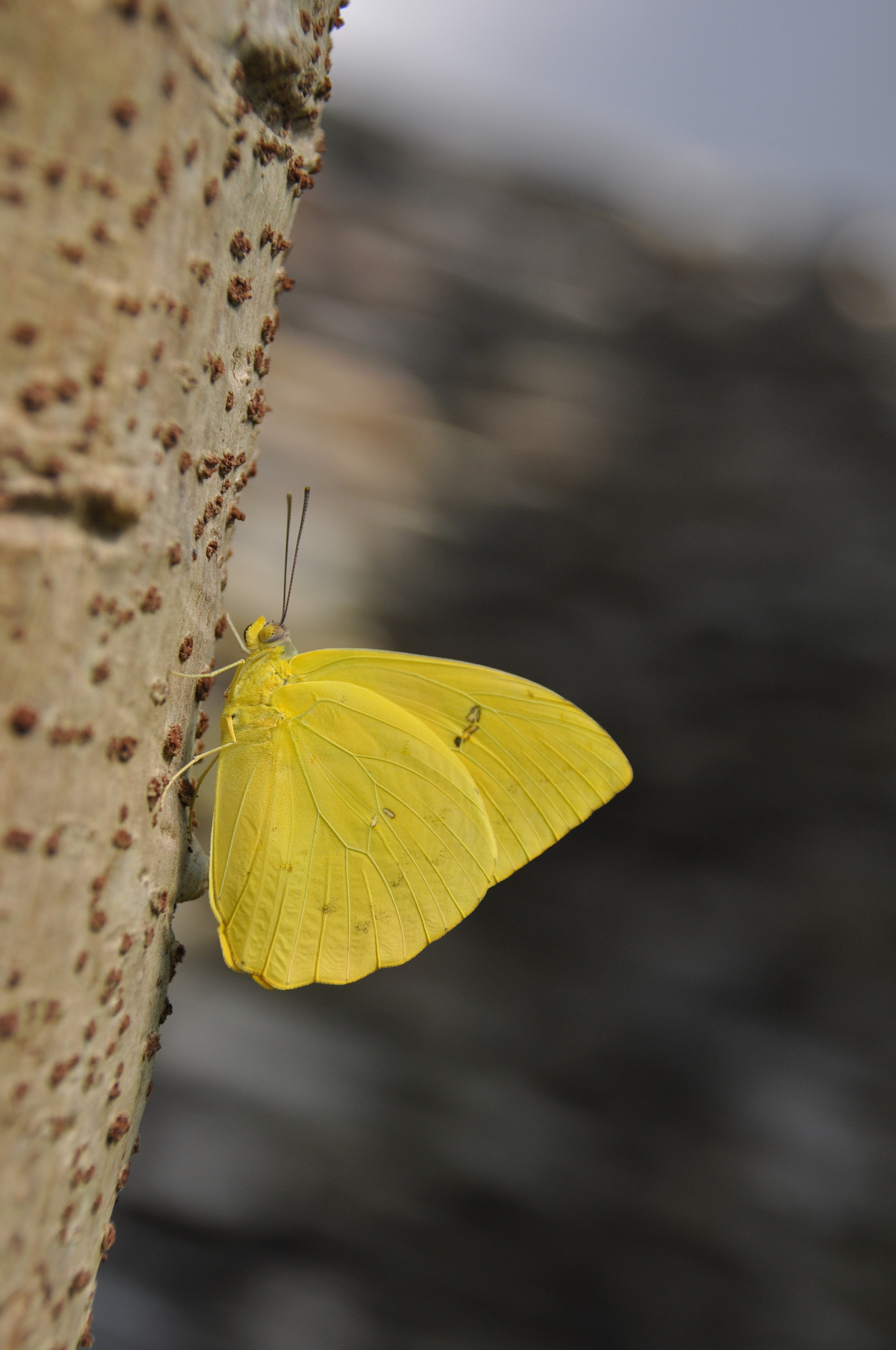Nikon D5000 + Nikon AF-S DX Nikkor 18-300mm F3.5-5.6G ED VR sample photo. Yellow butterfly photography