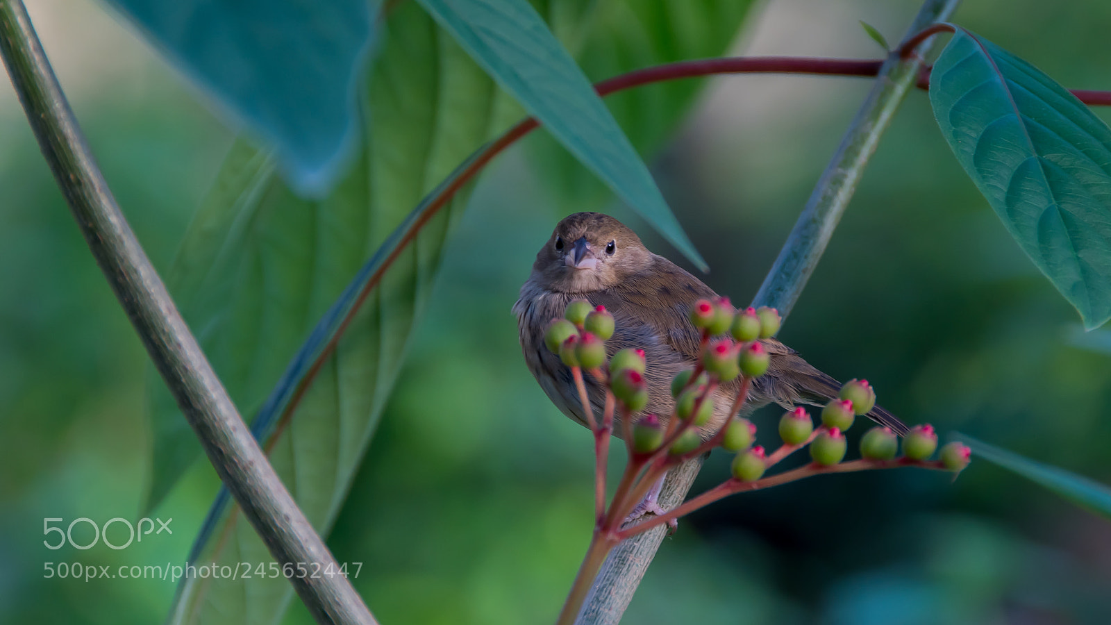 Nikon D500 sample photo. Bird? :) photography