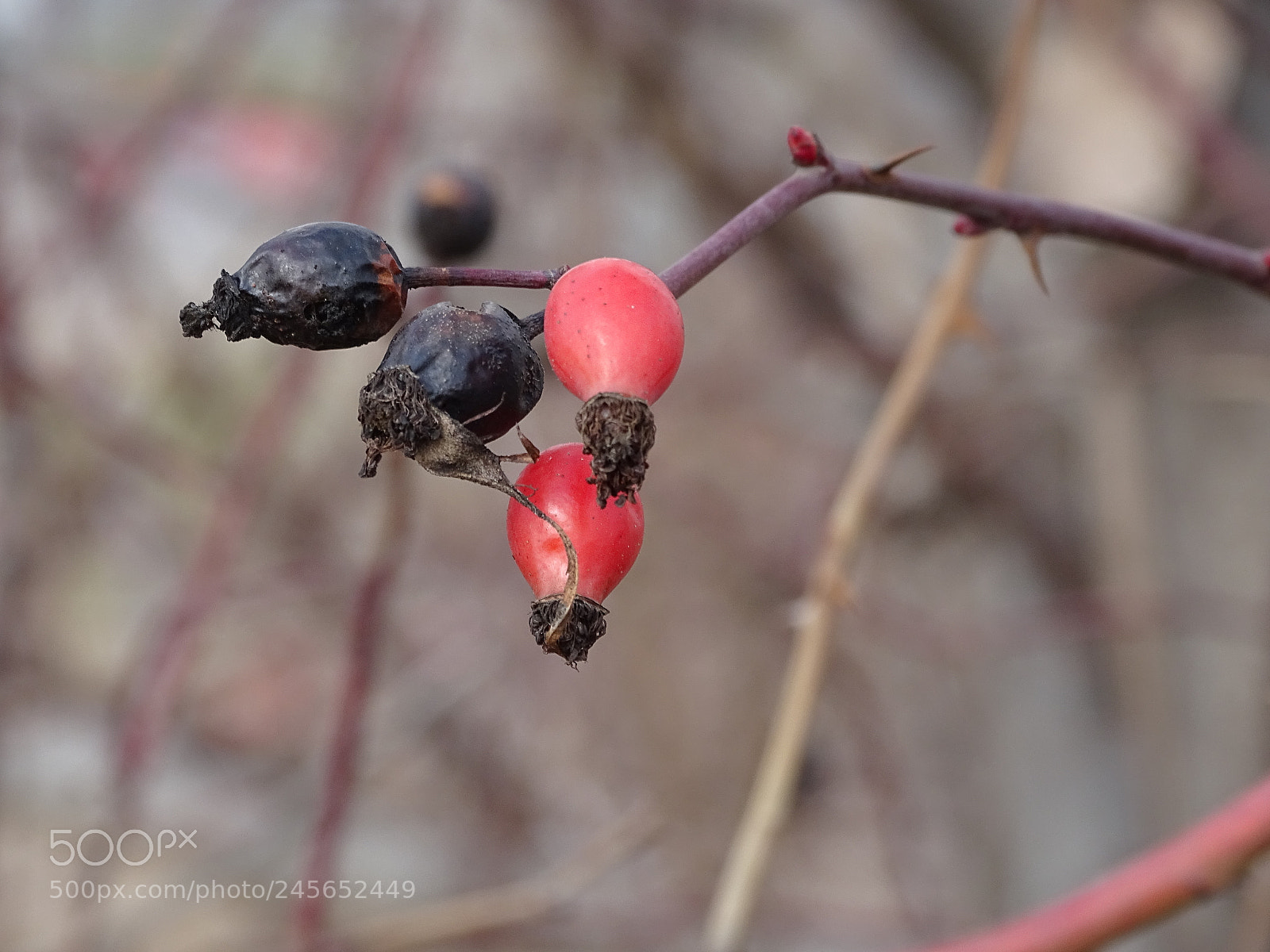 Sony Cyber-shot DSC-HX350 sample photo. Black and red rosehip photography