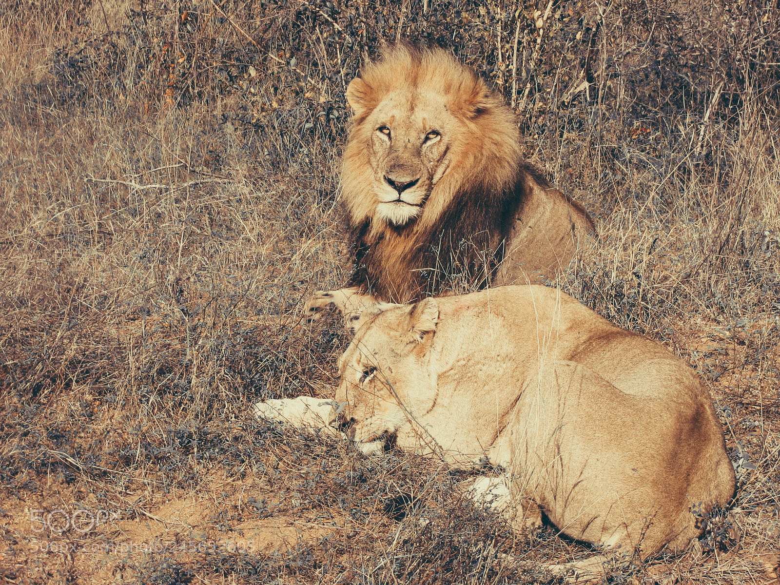 Canon POWERSHOT S3 IS sample photo. Love like a lion photography