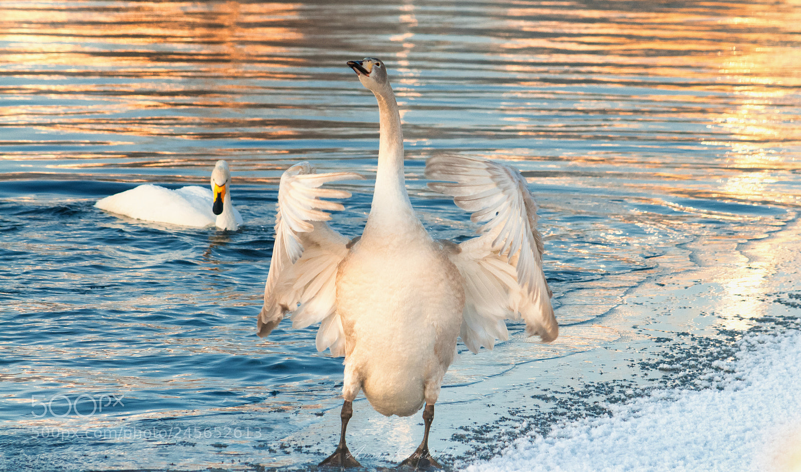 Nikon D300 sample photo. Winter swans photography