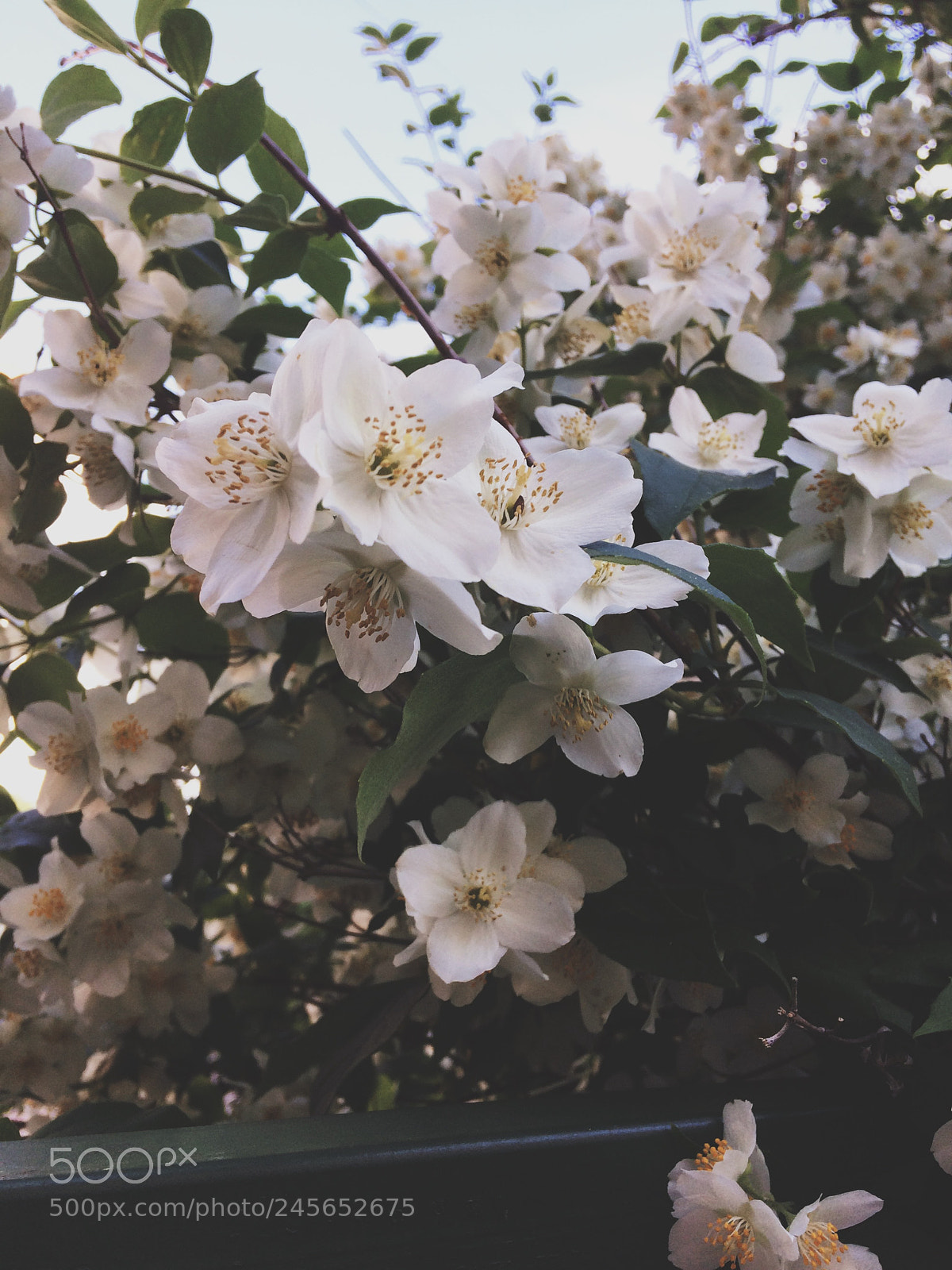 Apple iPhone 5s sample photo. Untitled photography