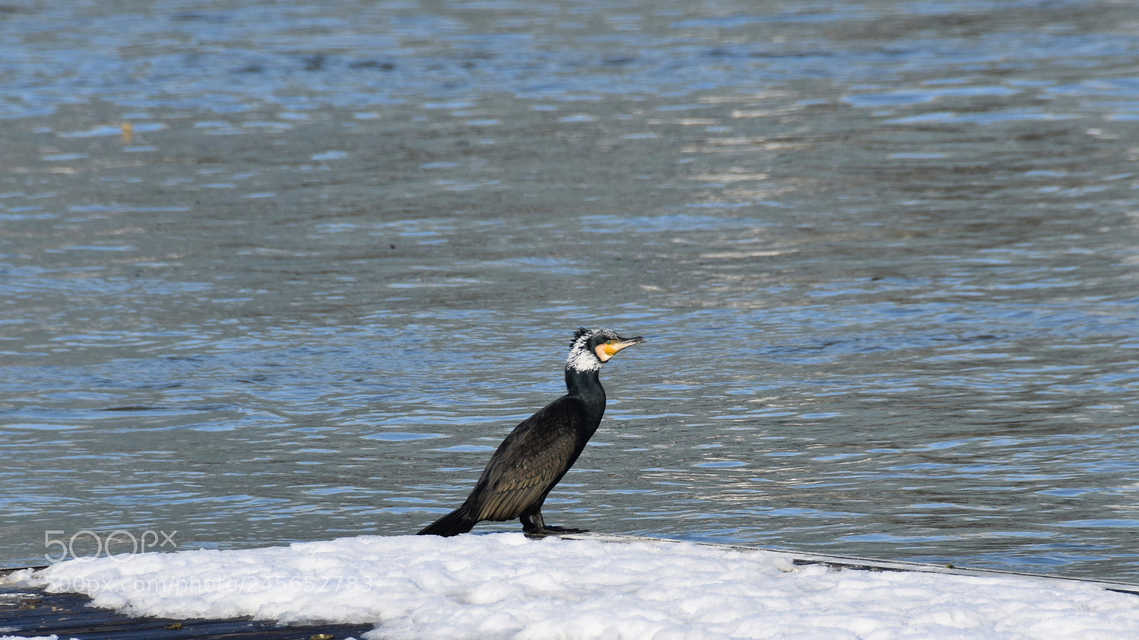 Nikon D5600 sample photo. Grand cormoran photography