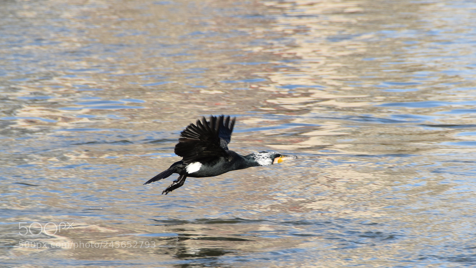 Nikon D5600 sample photo. Grand cormoran photography