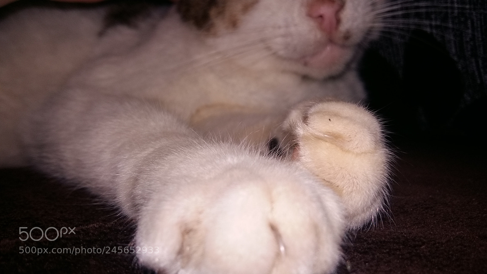 Samsung Galaxy A5 sample photo. Kitty photography