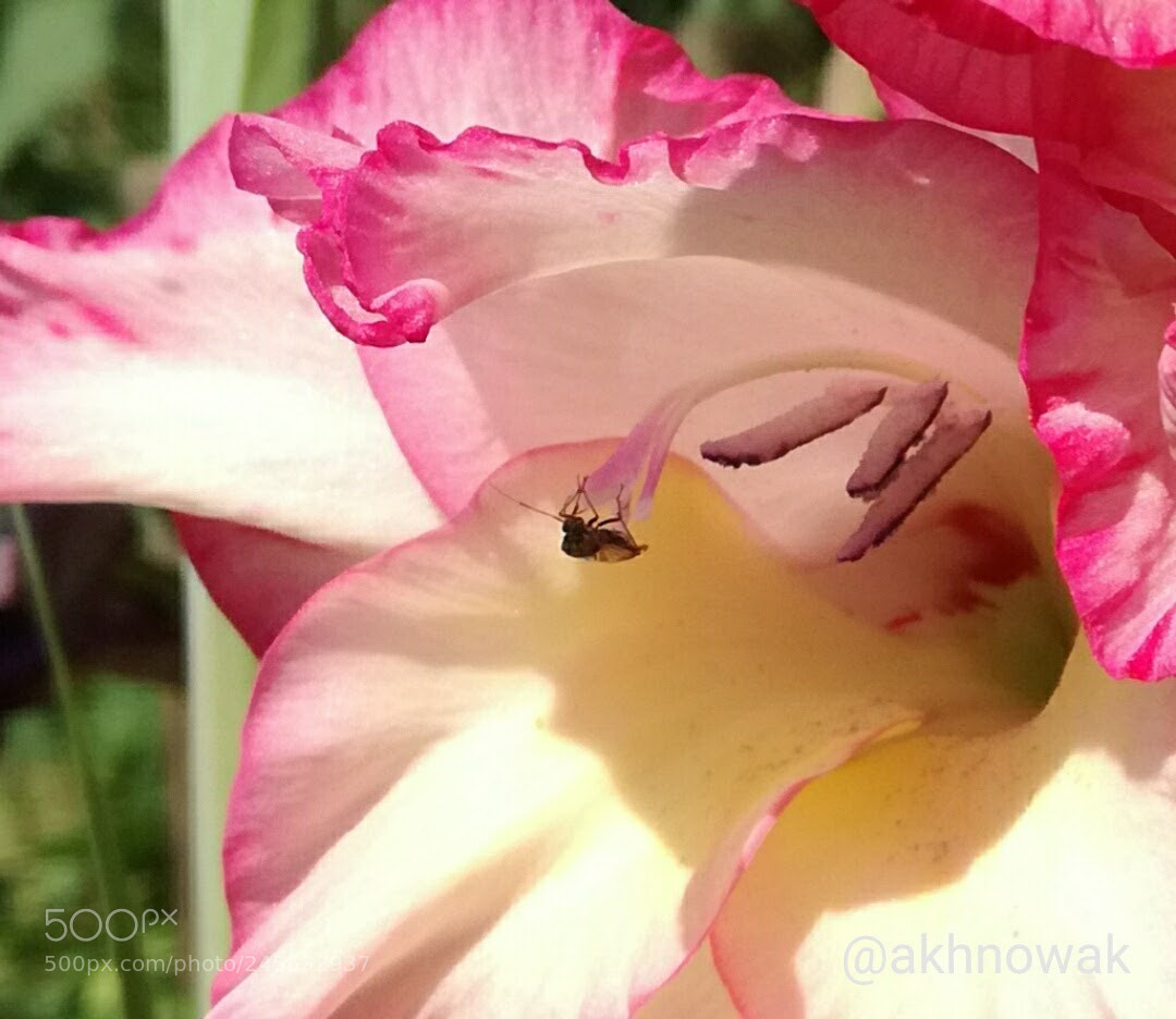 HUAWEI P9 LITE sample photo. Bug and flower photography