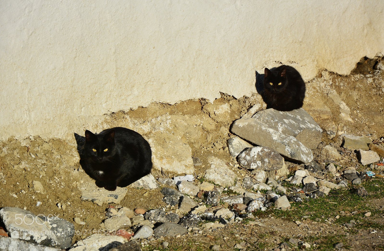 Nikon D7100 sample photo. Copy cats photography