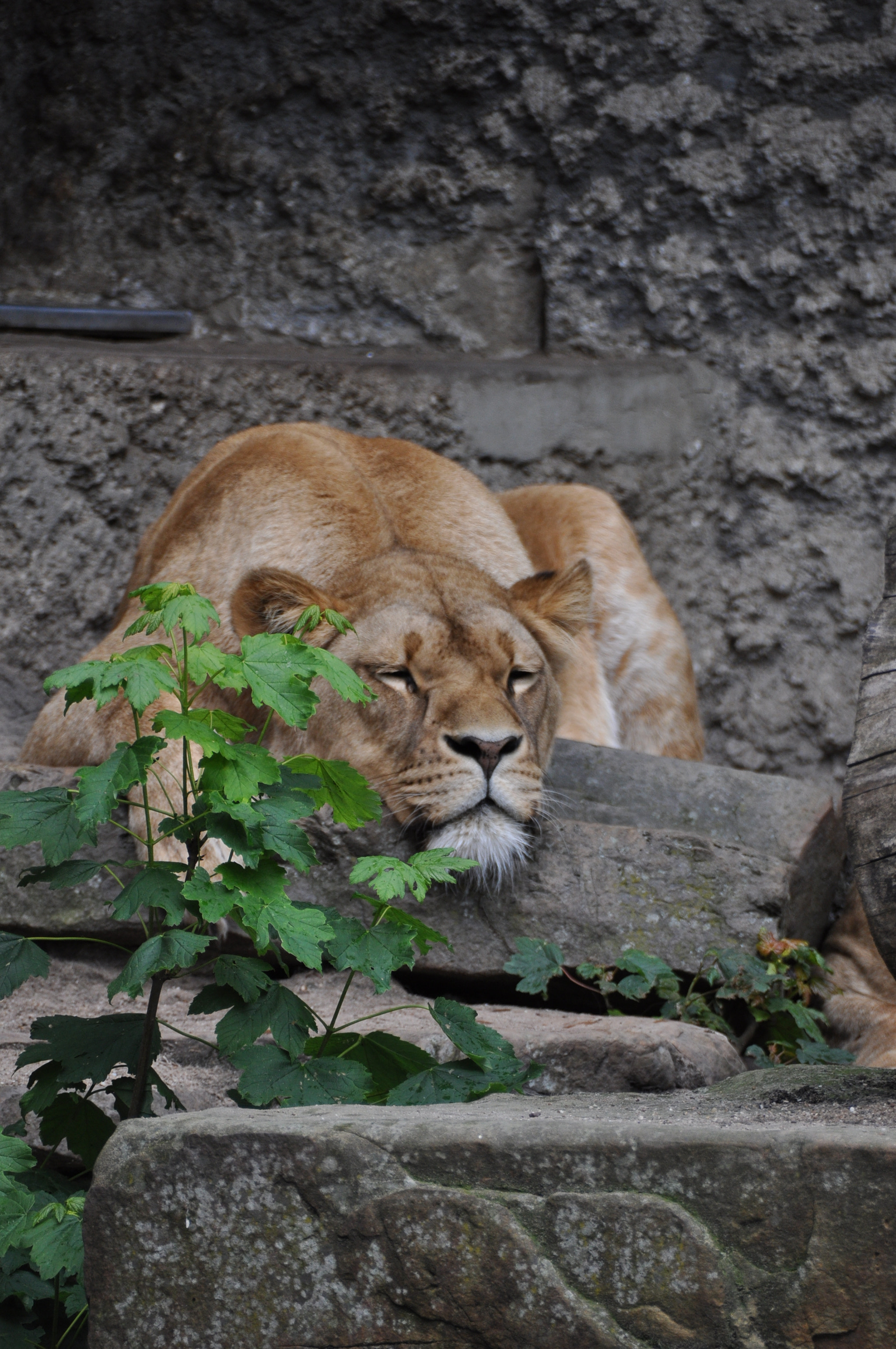 Nikon D5000 sample photo. Sleepy photography