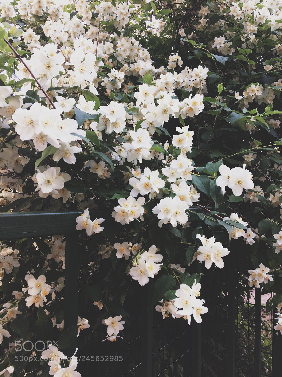 Apple iPhone 5s sample photo. Untitled photography