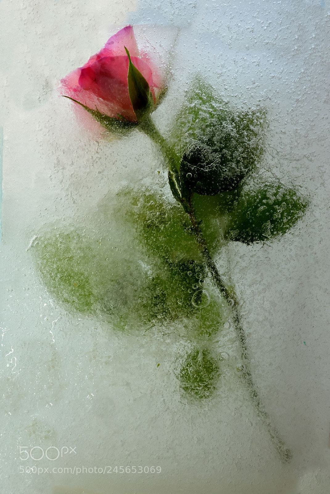 Nikon D7100 sample photo. Frozen photography