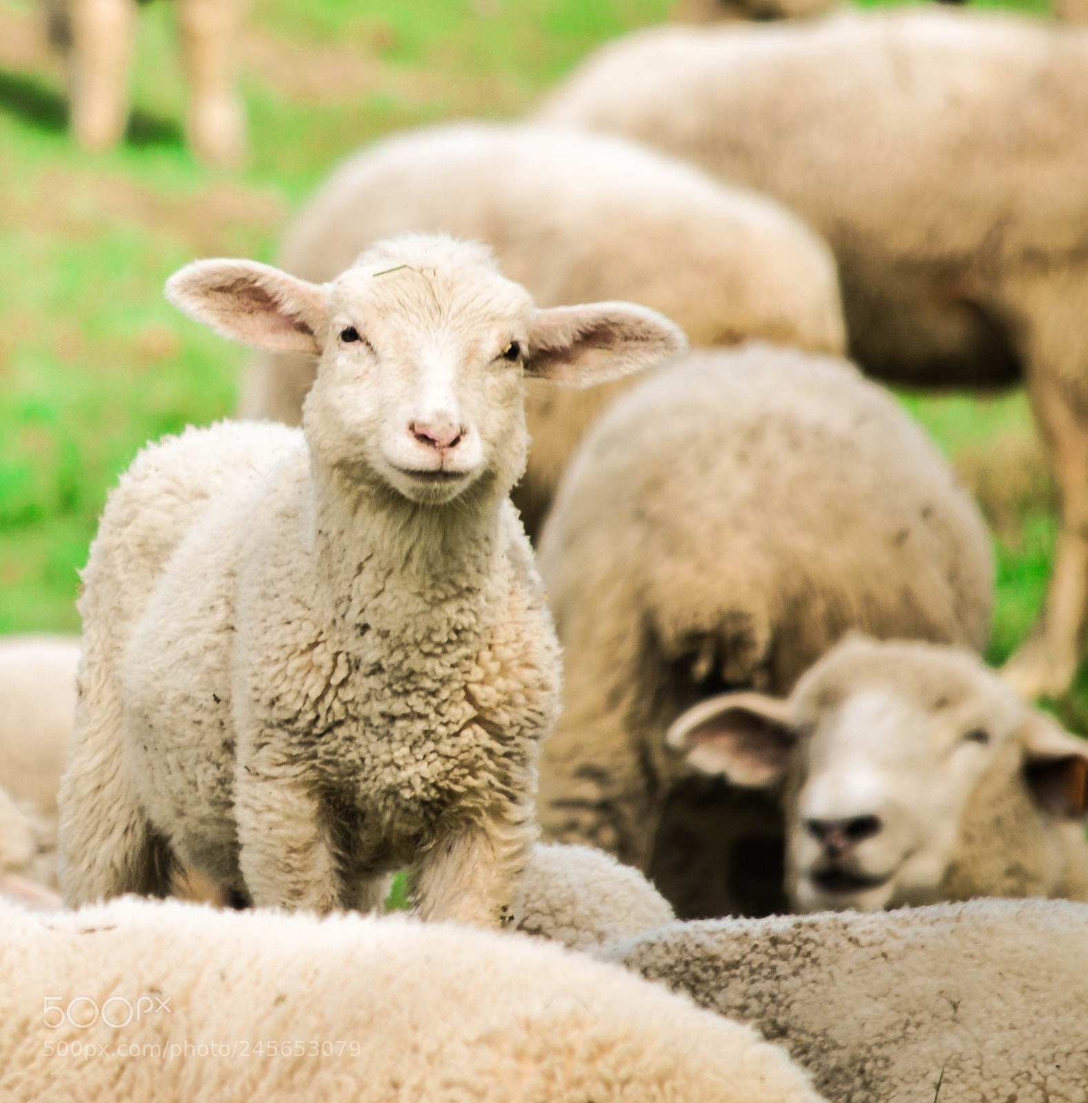 Nikon D3100 sample photo. Sheep photography