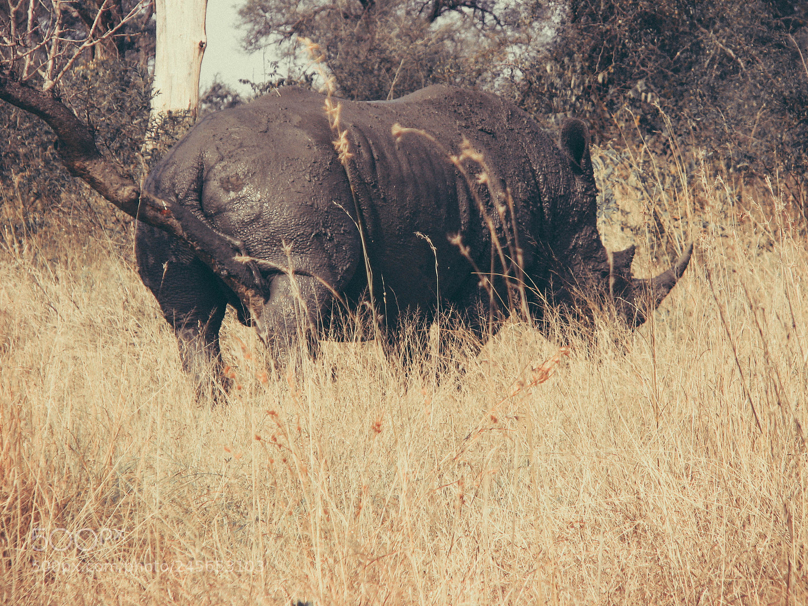 Canon POWERSHOT S3 IS sample photo. Rubbing rhino bush spa photography