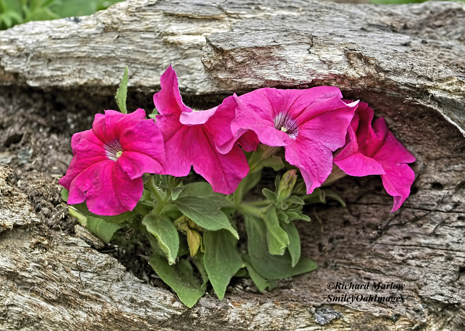 Nikon D5000 sample photo. Petunias photography