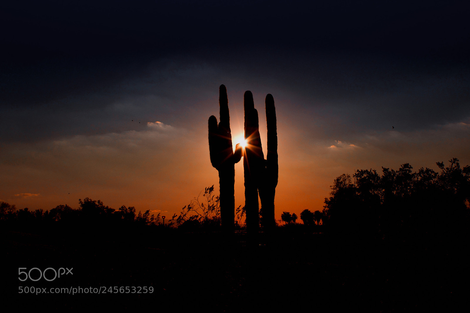 Canon EOS 1300D (EOS Rebel T6 / EOS Kiss X80) sample photo. Saguaro sun photography