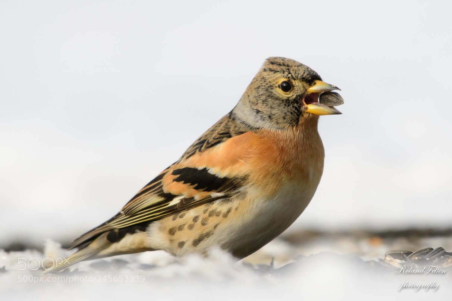 Nikon D500 sample photo. Brambling photography
