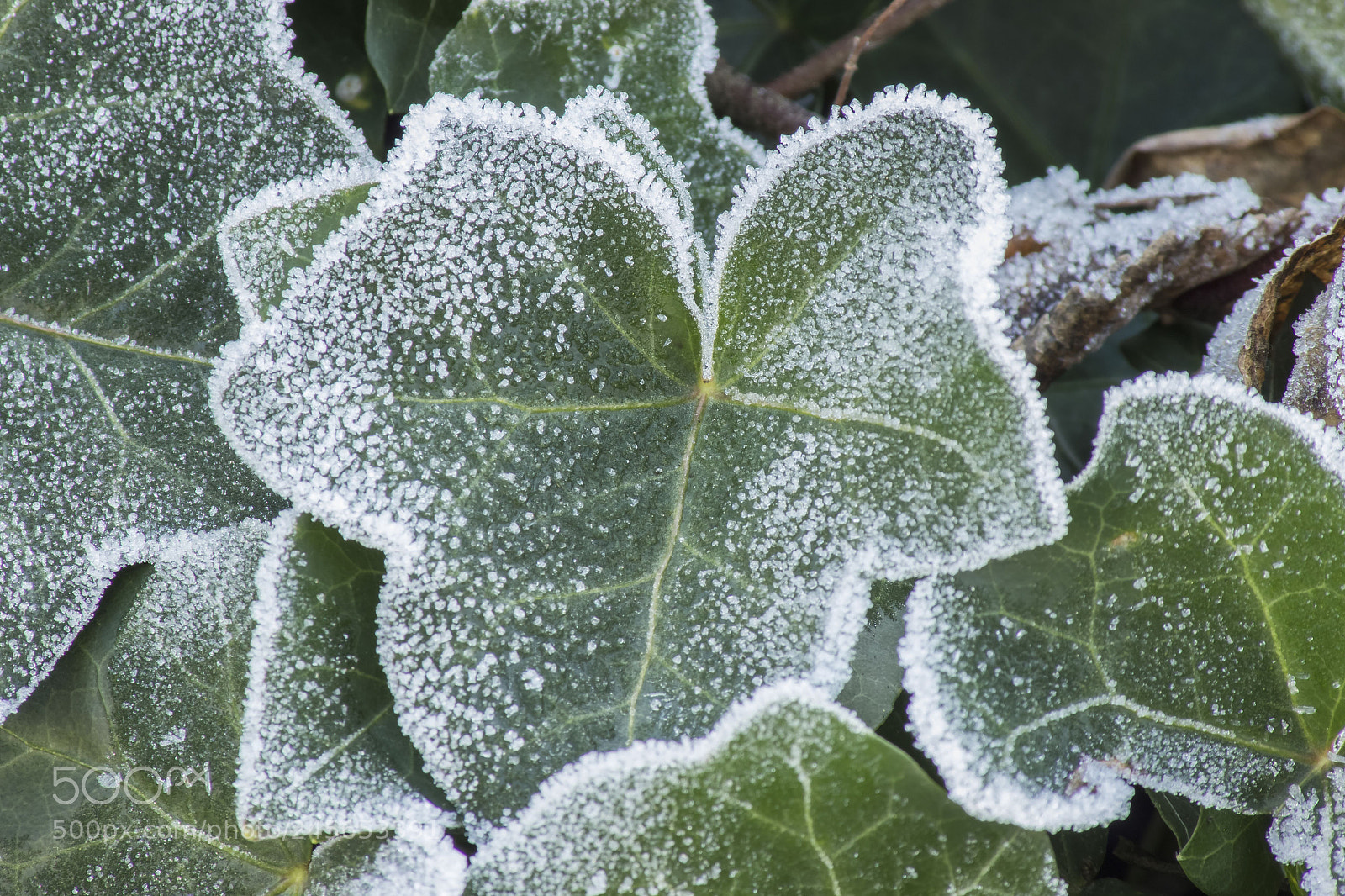Canon EOS 600D (Rebel EOS T3i / EOS Kiss X5) sample photo. It's cold outside... photography
