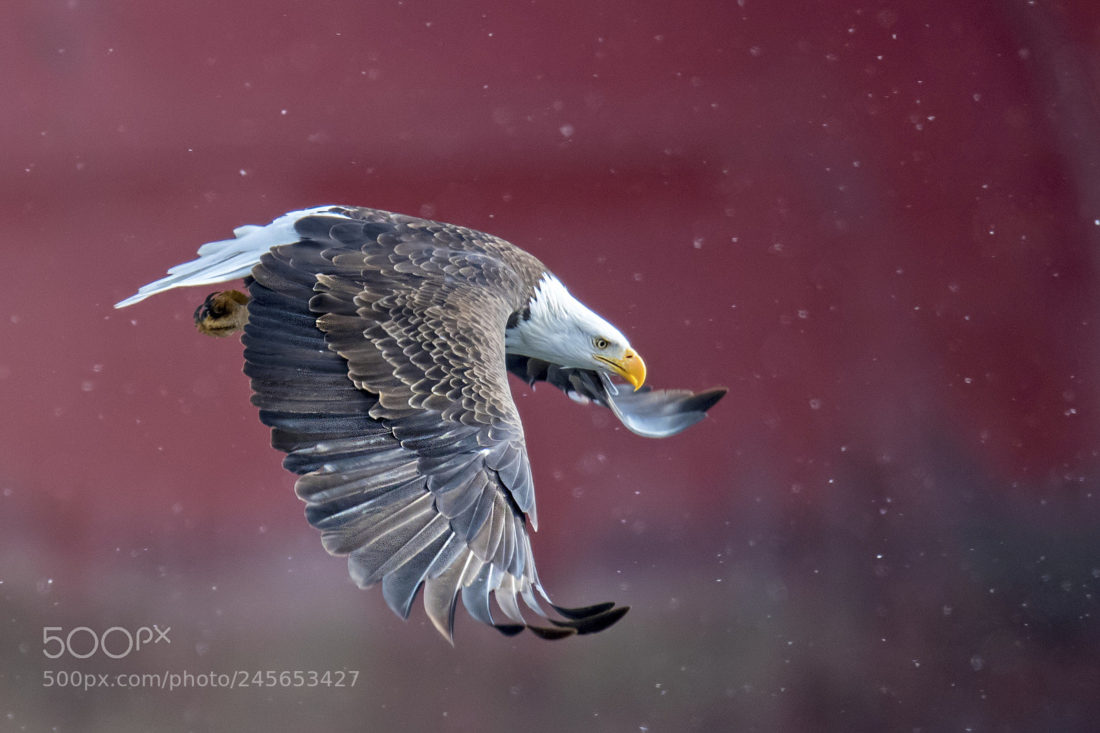 Nikon D850 sample photo. Bald eagle - by photography